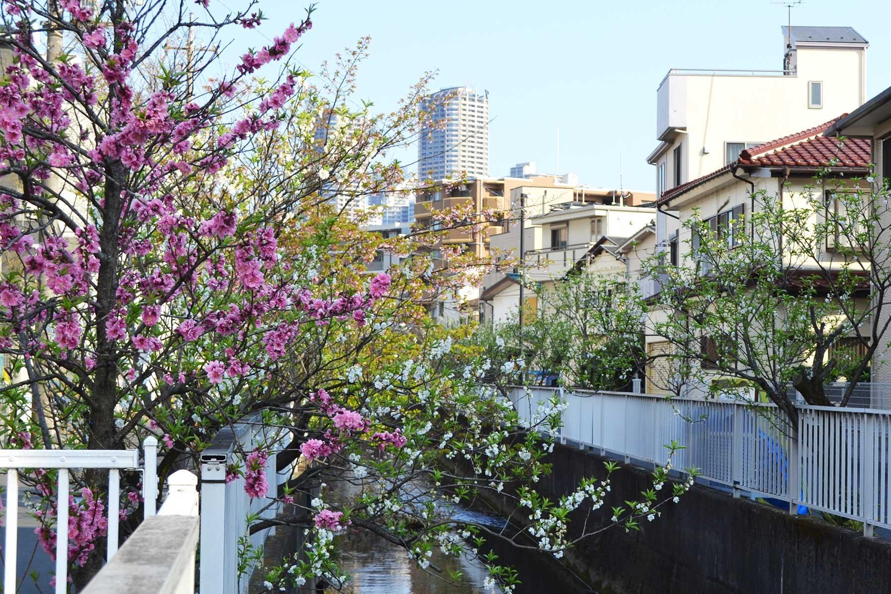 川崎市中原区】今年も桃の花が満開「むかし中原は桃の里だった