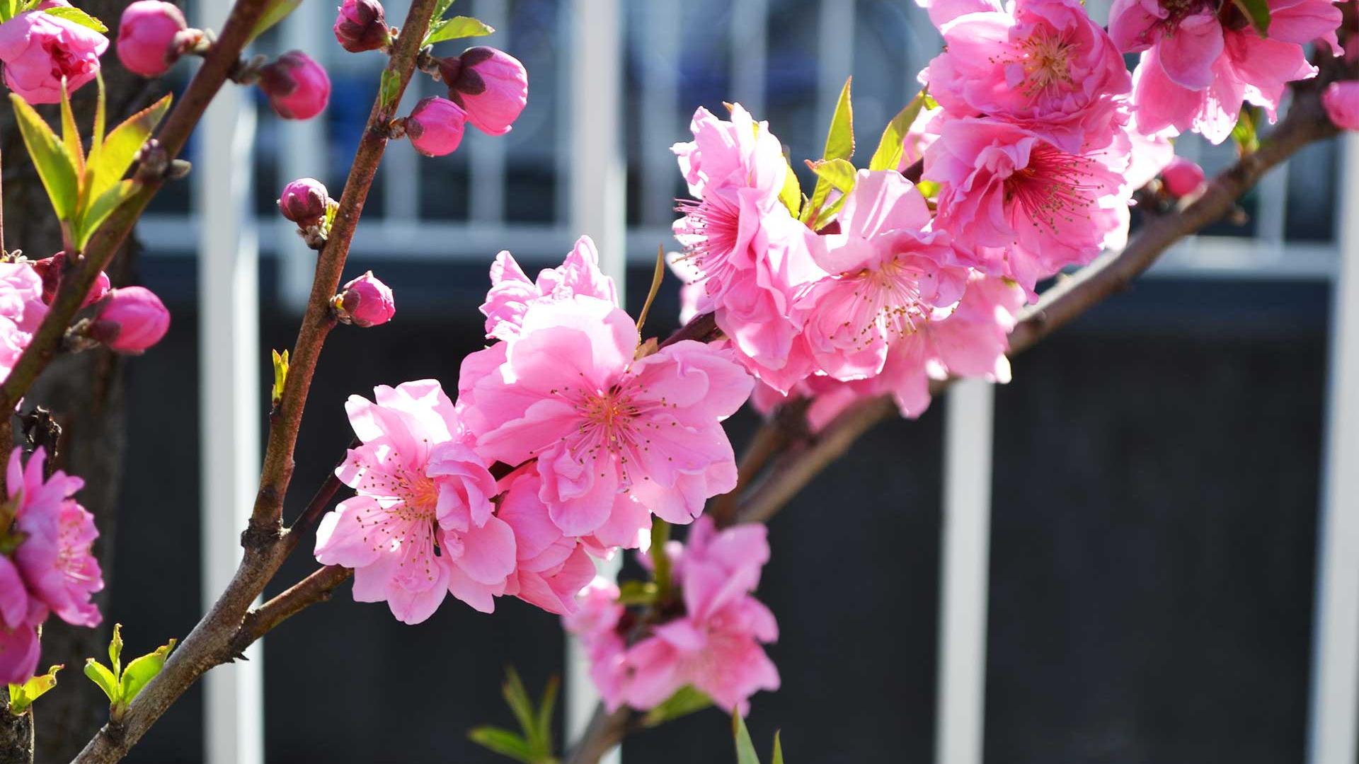むかし、中原は桃の里 川崎市中原区】今年も桃の花が満開「むかし中原は桃の里だった