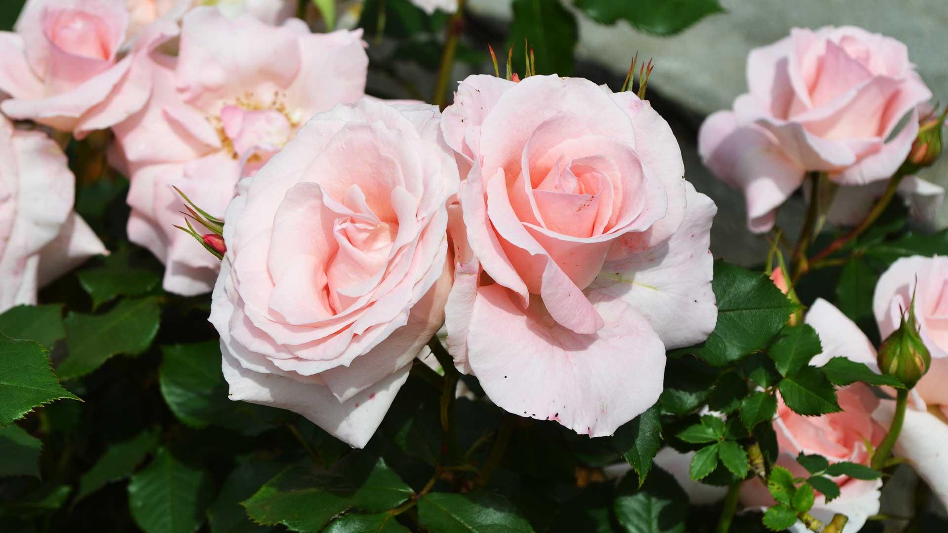 生花用　ニューヨークのデパートで売られていた木製のモダンな花池です 生花用 ニューヨークのデパートで売られていた木製のモダンな