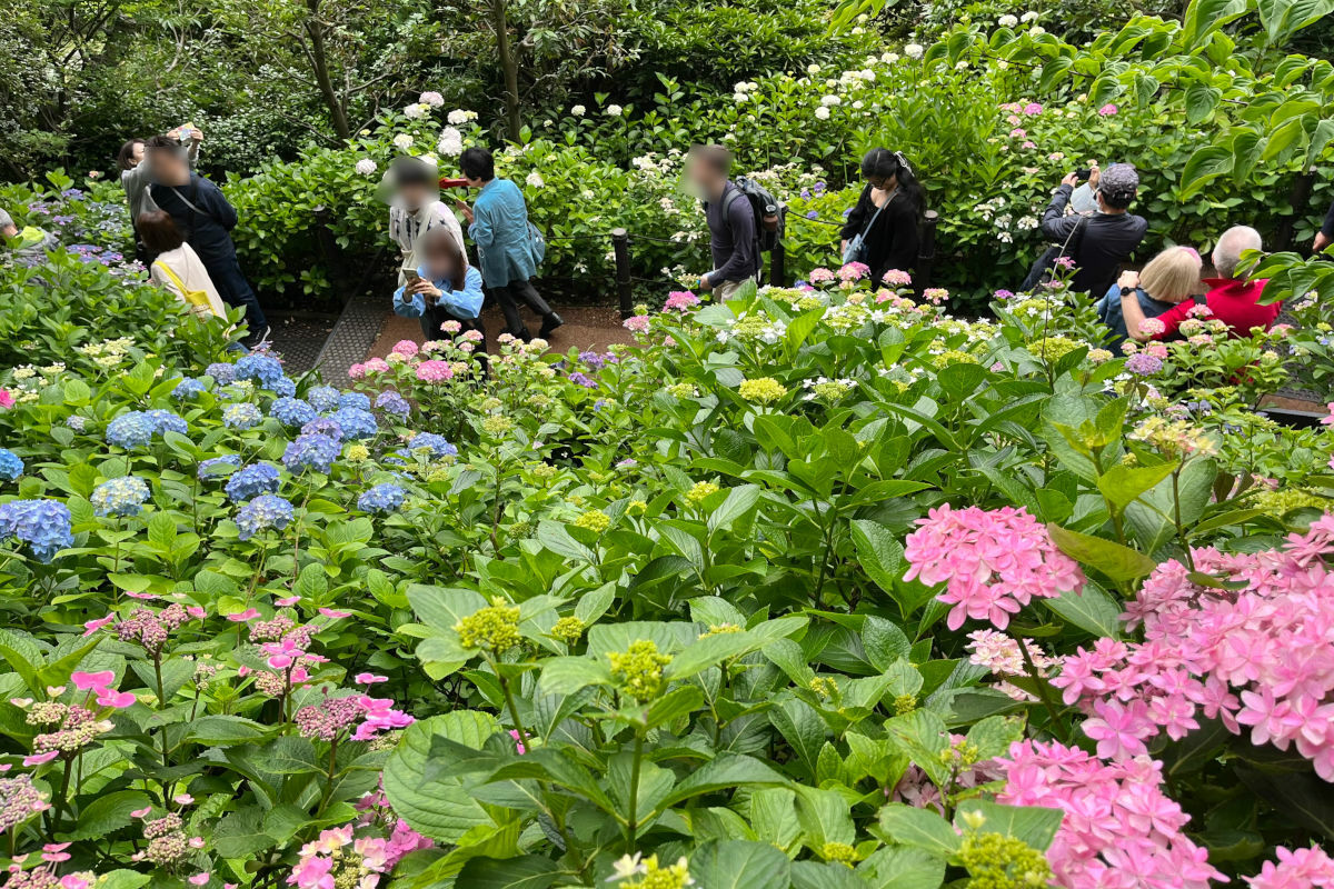 長谷寺「あじさいの路」にて