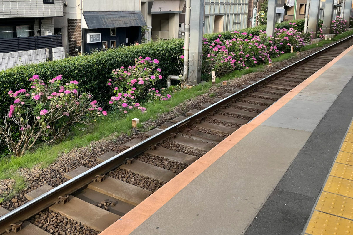 西永福駅のアジサイ