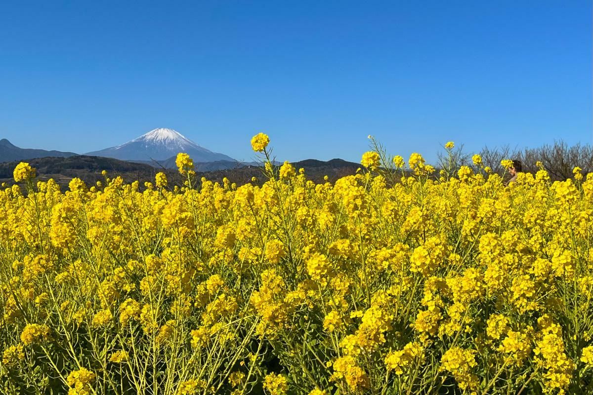 富士山と菜の花畑