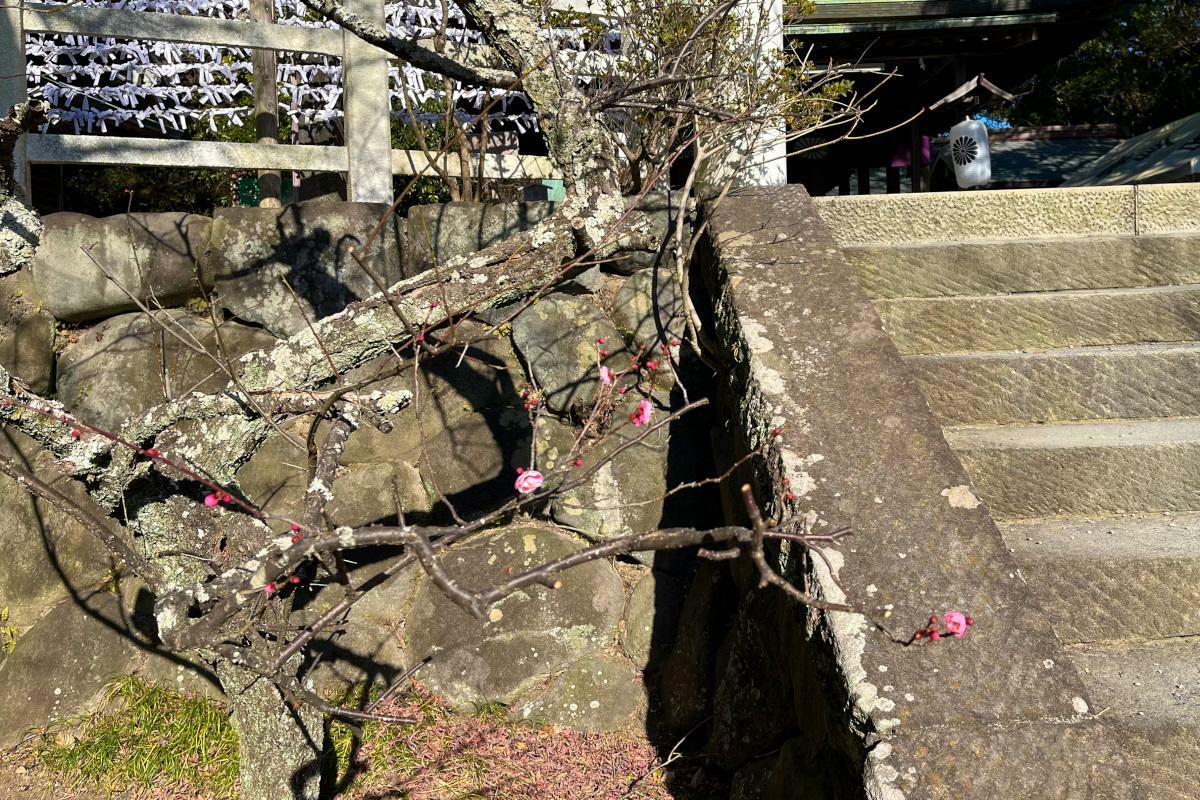 鎌倉宮の梅を咲き始めたばかり