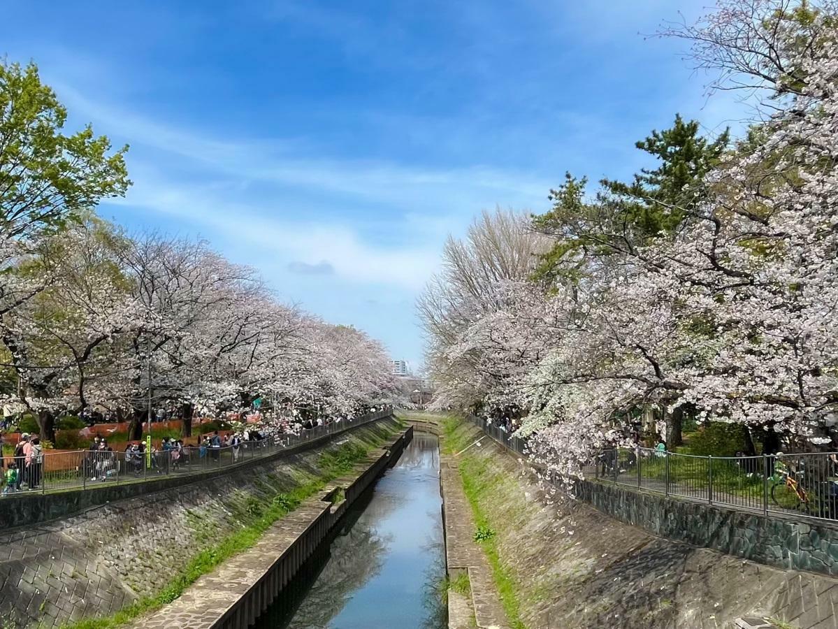 尾崎橋からの桜