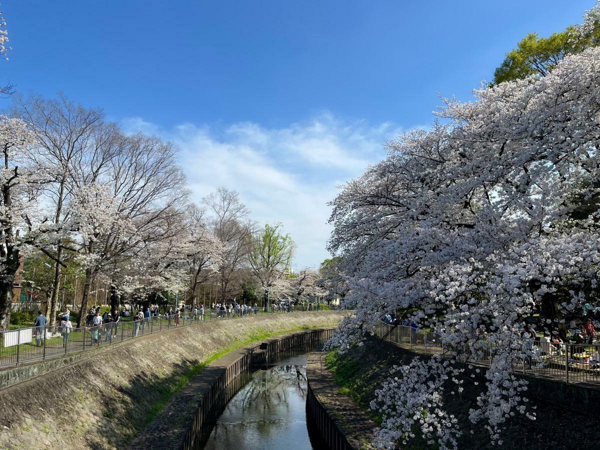 相生橋からの桜