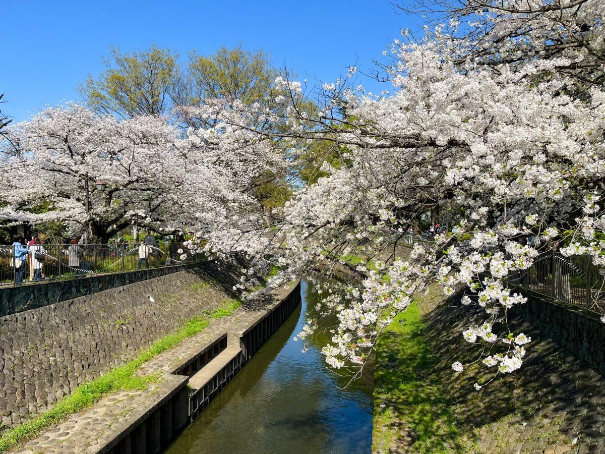 屋倉橋からの桜