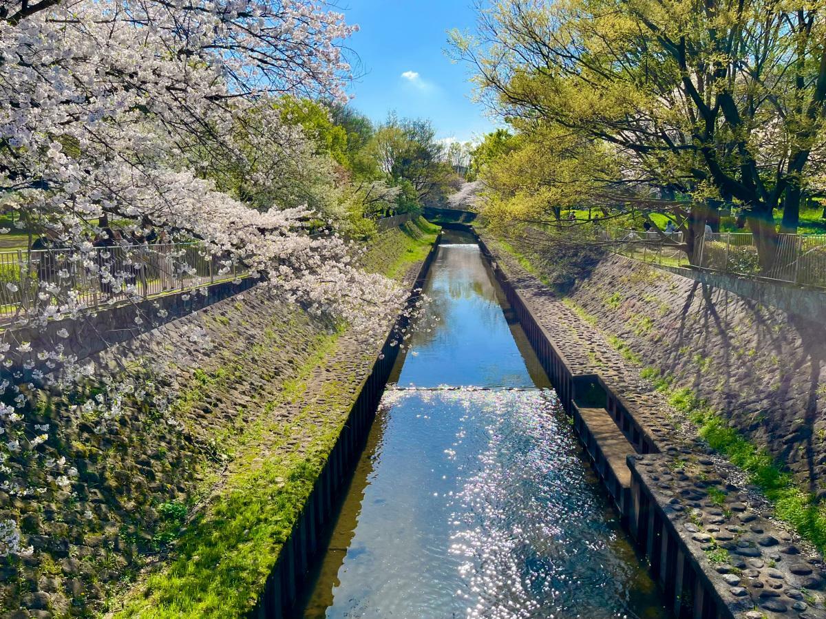 せきれい橋からの桜
