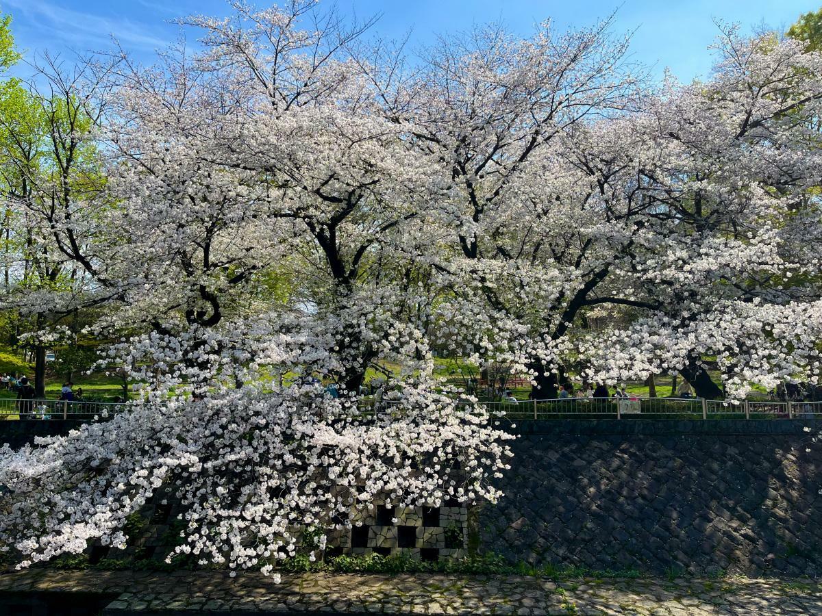 白山前橋近くの桜