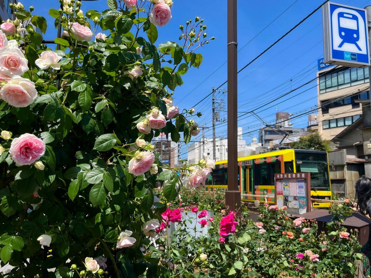 町屋駅前駅のバラ花壇