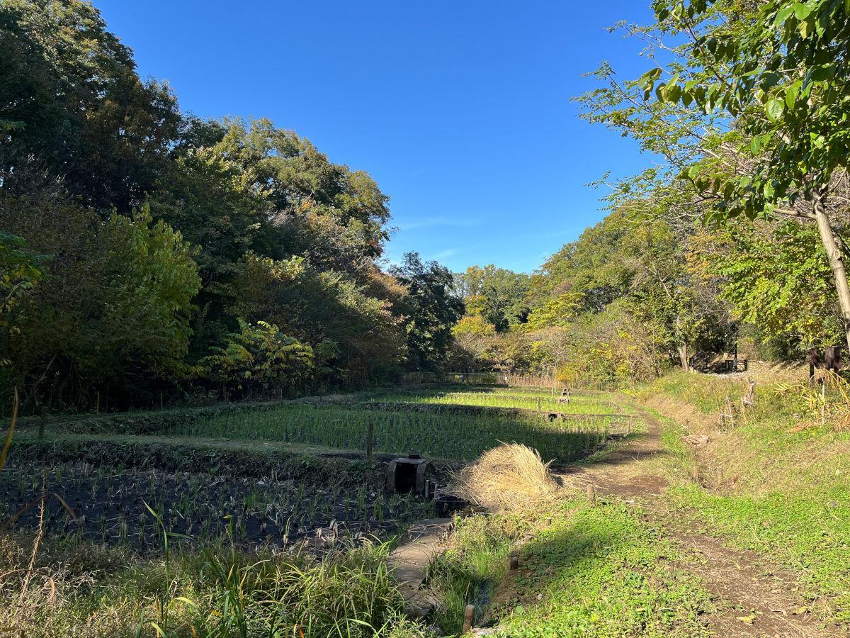 雑木林を進んでいくと田んぼがある