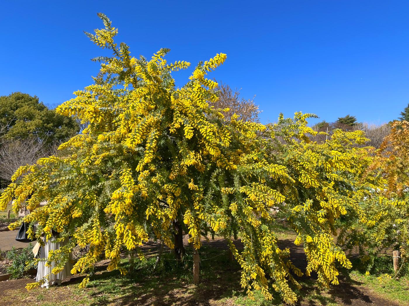 ミモザ フレッシュな状態でお届け］ミモザ（フサアカシア）- 土と風の
