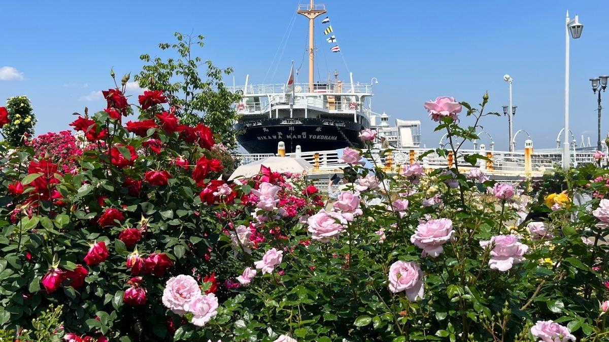 バラ園の風景 Rose Garden Guided Tour] Yanagasaki Lakeside Park Biwako