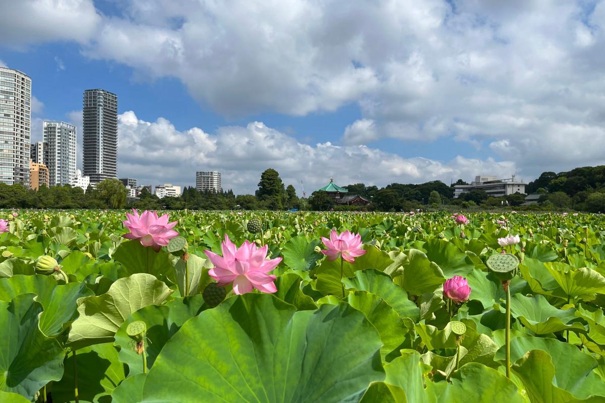 水彩画 　上野公園　　不忍池　　蓮 8K 3D VR180 ] 見頃を迎えた上野公園不忍池の蓮の花 2025 Lotus