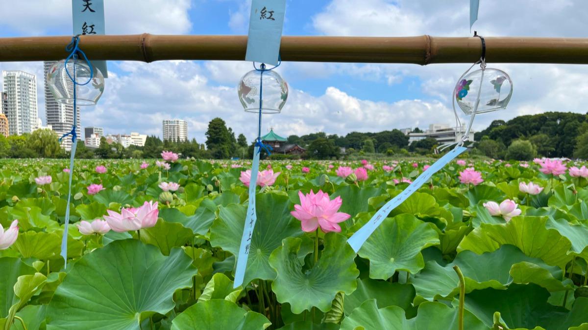 水彩画 　上野公園　　不忍池　　蓮 🪷 Ueno Shinobazu Pond 🪷 暑中お見舞い申し上げます🎐 上野