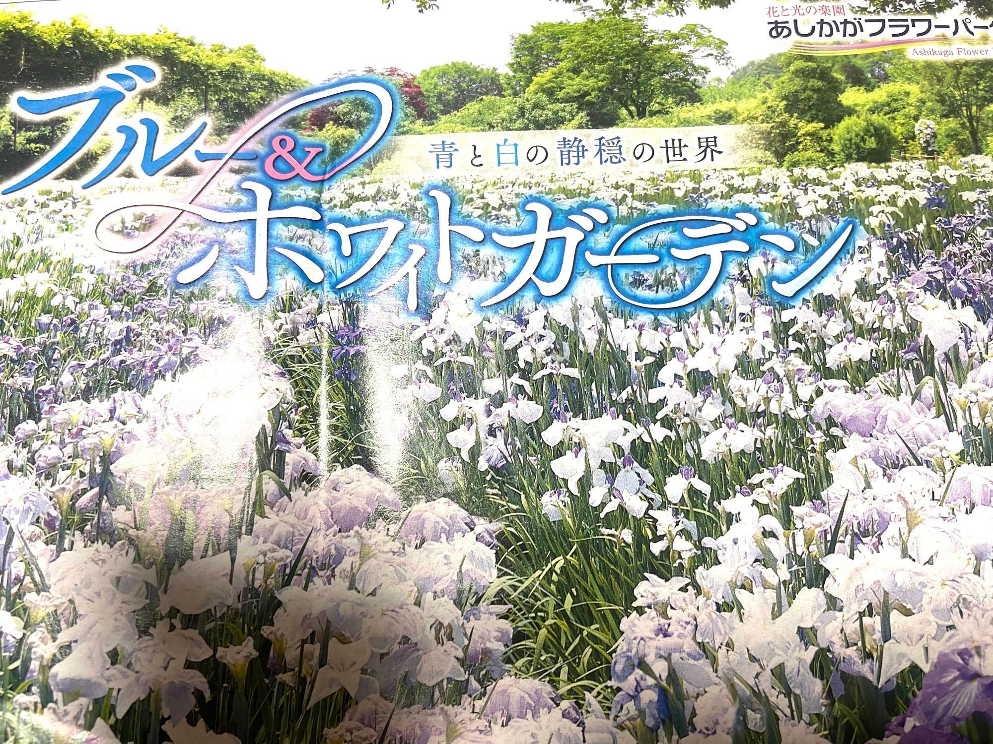 「花菖蒲・あじさいまつり」は7月7日（日）まで