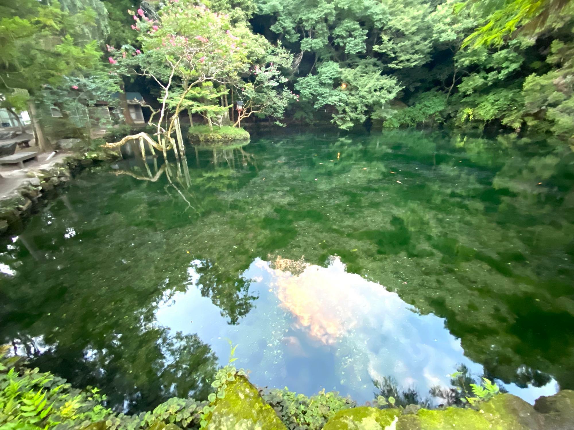 エイドステーションにもなっている出流原弁天池