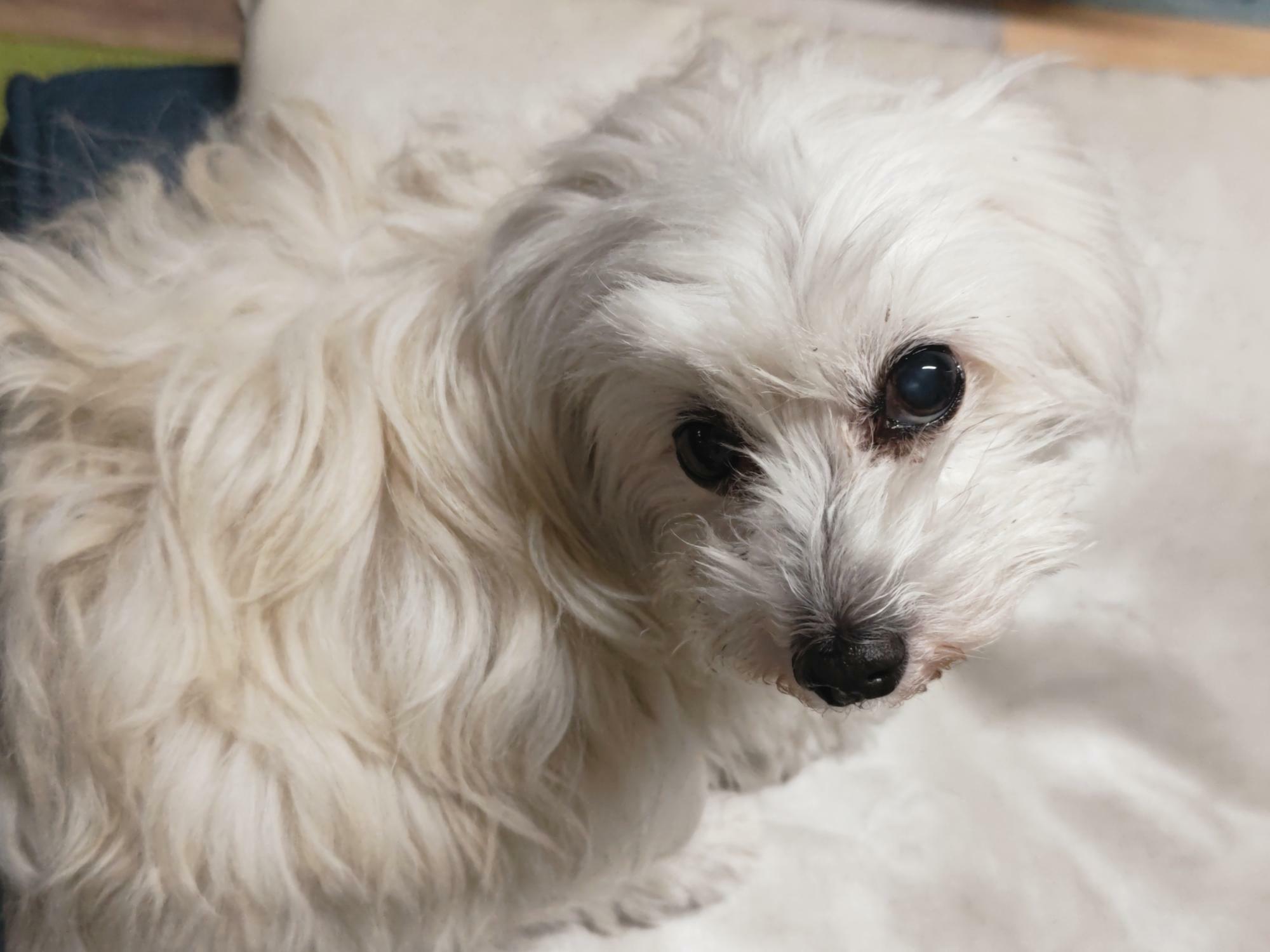 「家来楽」で飼われている、人懐こい元保護犬だったわんちゃん。