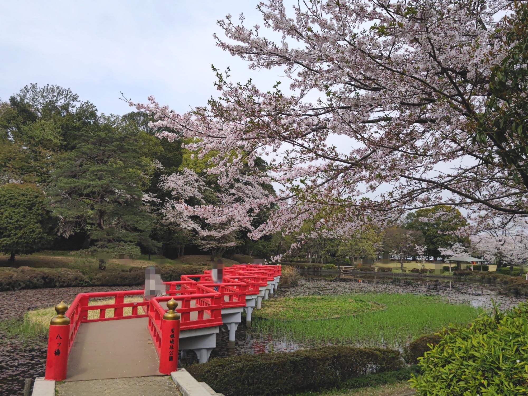 さいたま市岩槻区】今年の桜の見納めに。岩槻区の花「やまぶき