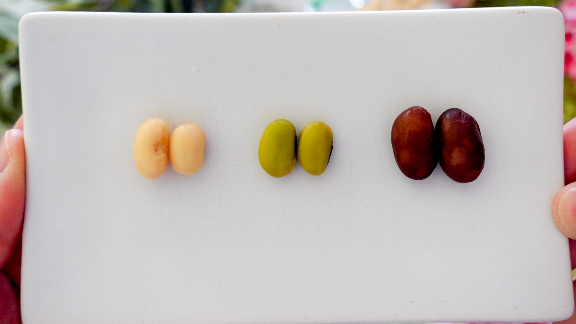 左：大豆、中：青大豆、右：金時豆