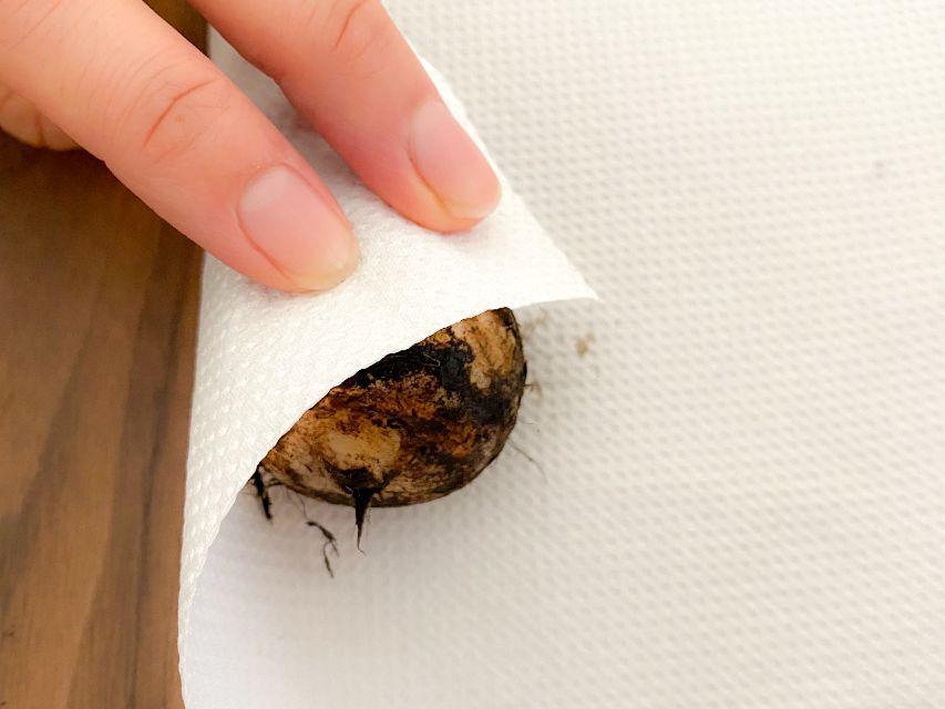 里芋※購入されないようご注意ください 今年も里芋を早めに掘ってしまわないといけない理由 - YouTube