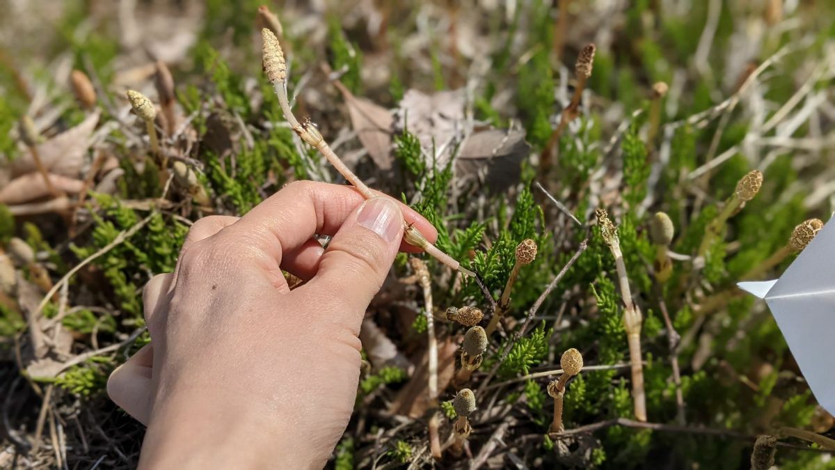 春の味覚「つくし」の採り方、選び方、注意点も解説！（ぱるとよ