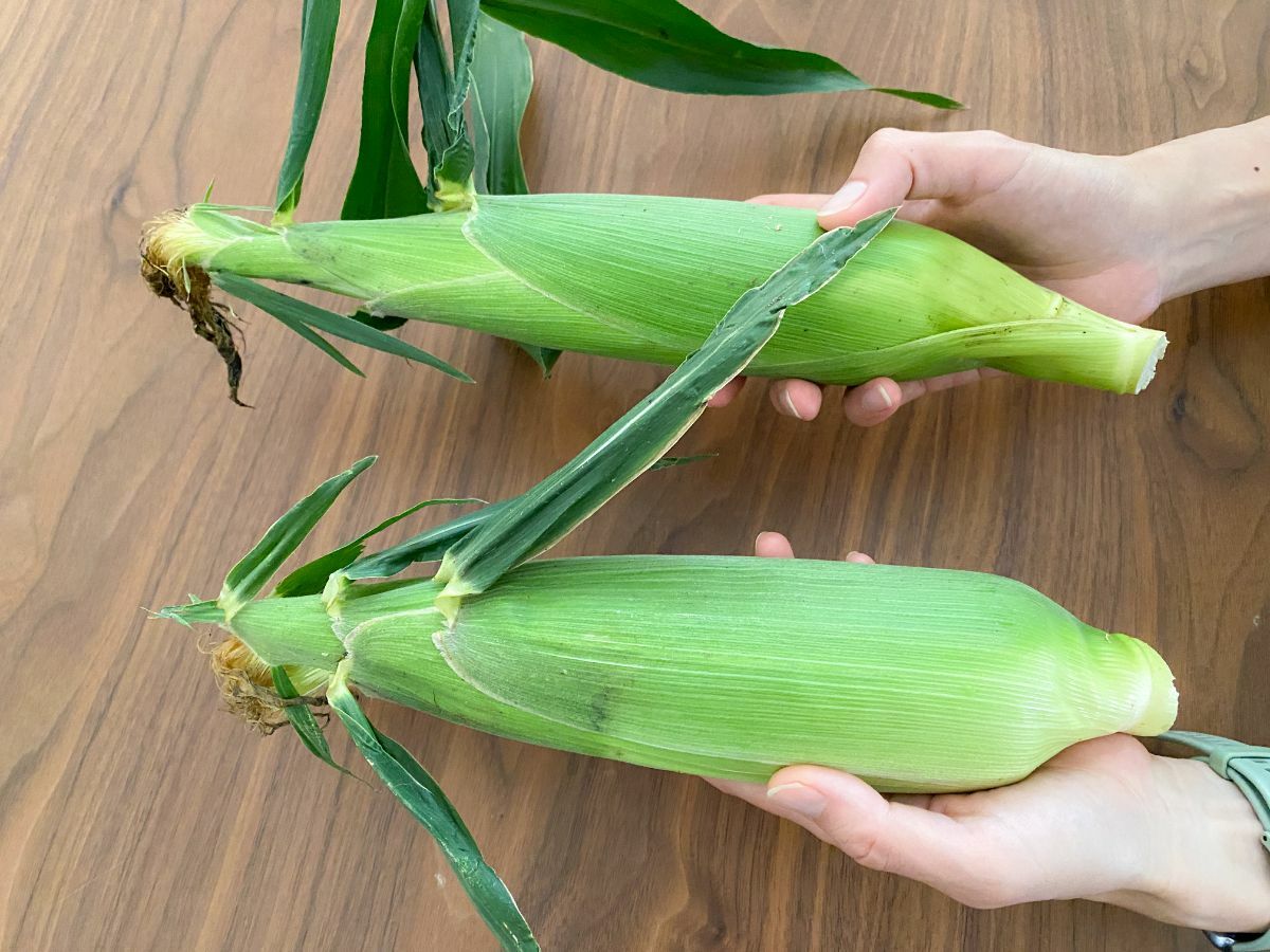 とうもろこしのヒゲが「白色」or「茶色」 野菜のプロはどっちを買う