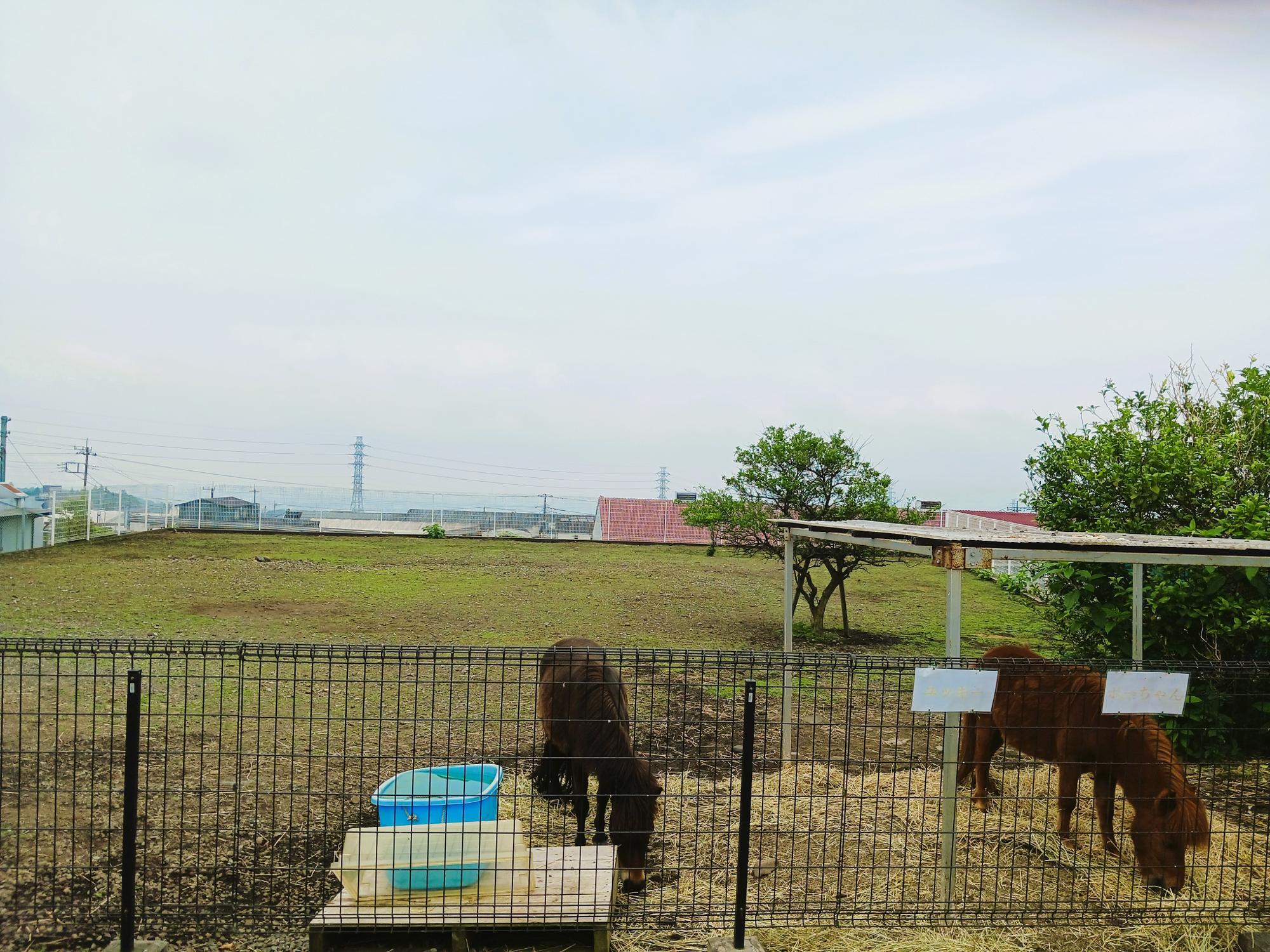 遠くには駿河湾も見渡せます