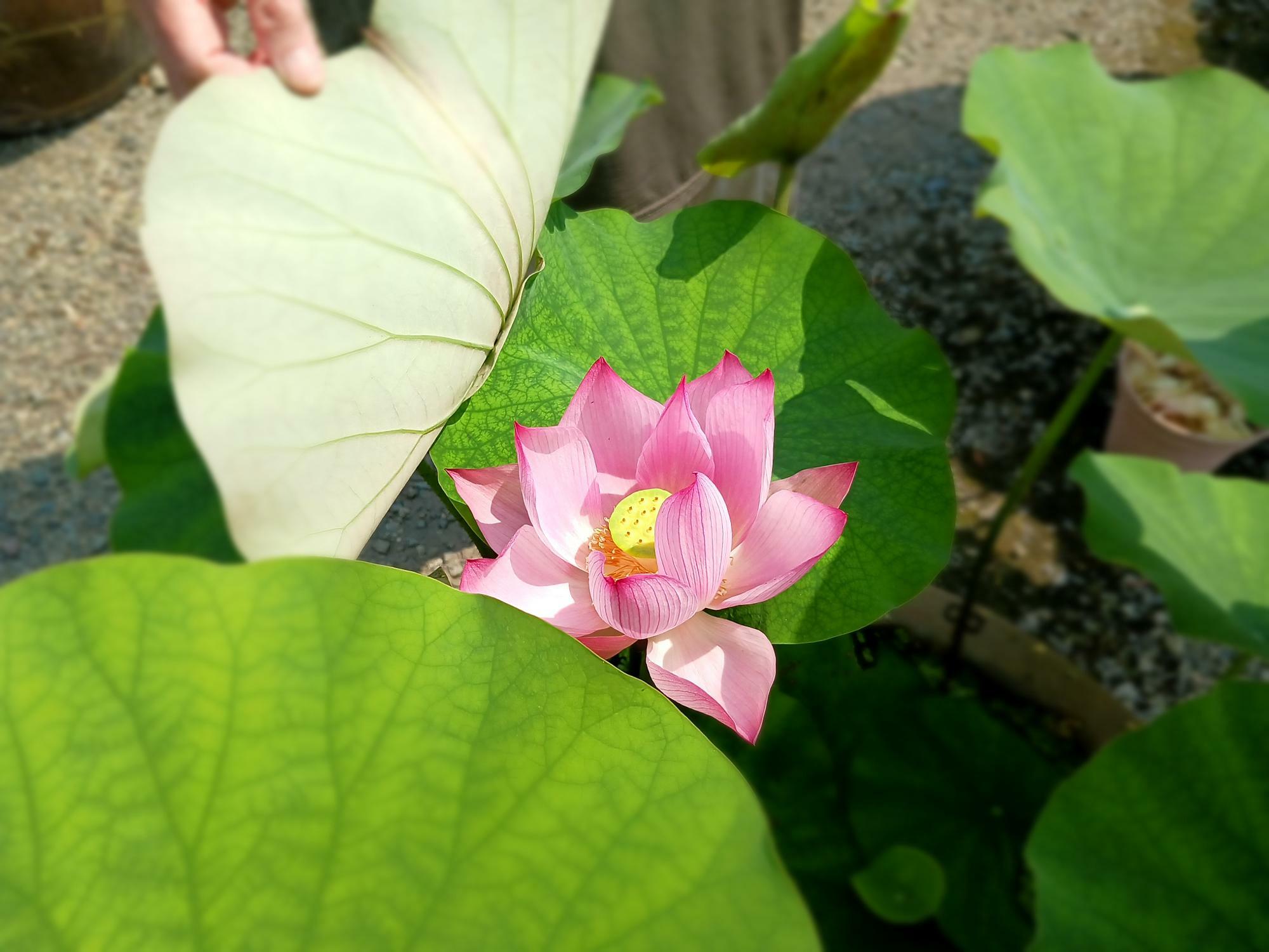 大きな葉をどけると、そこにも花が咲いていました