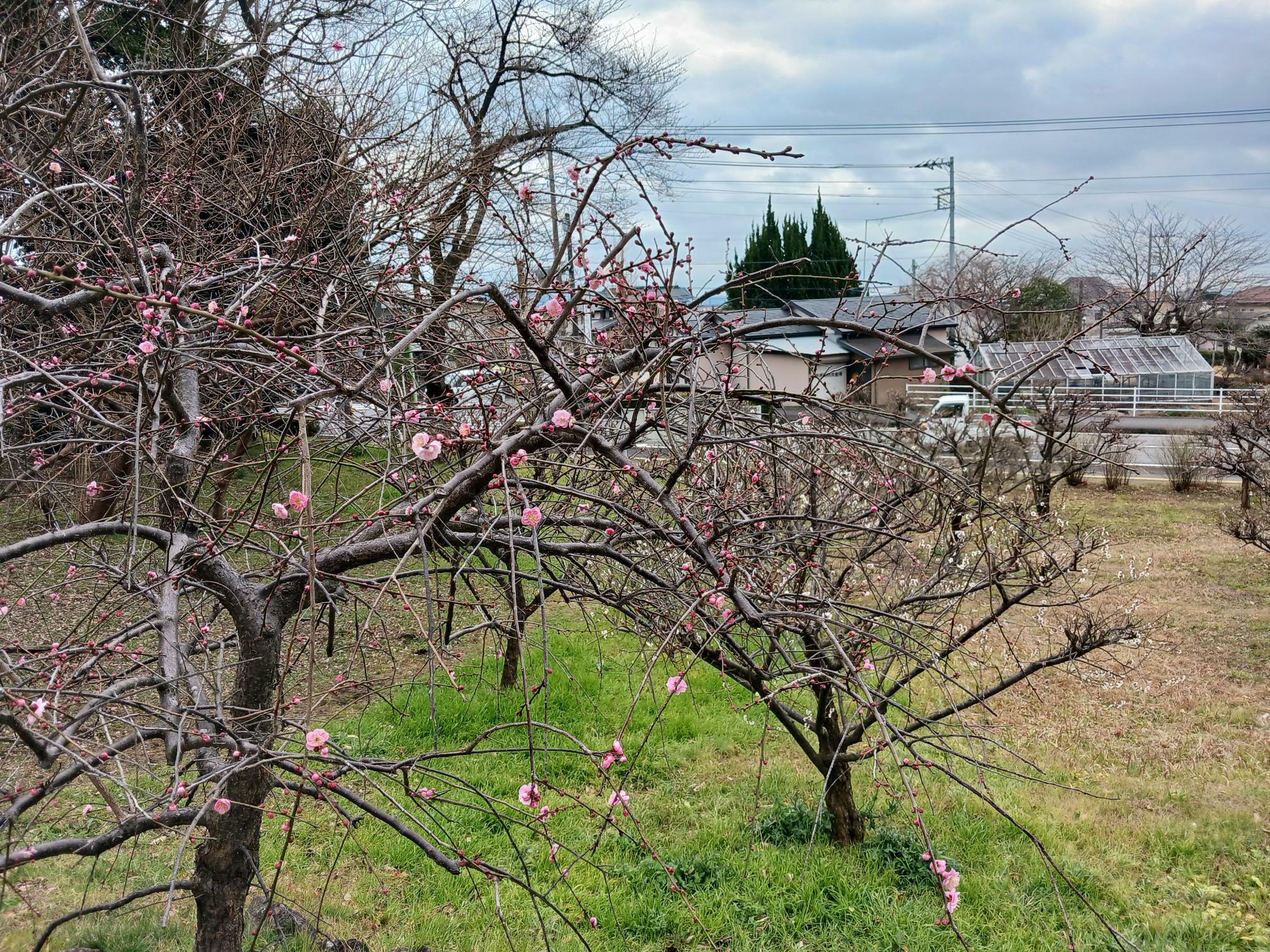 暖かくなれば桃の花も開花が早くなりそうです