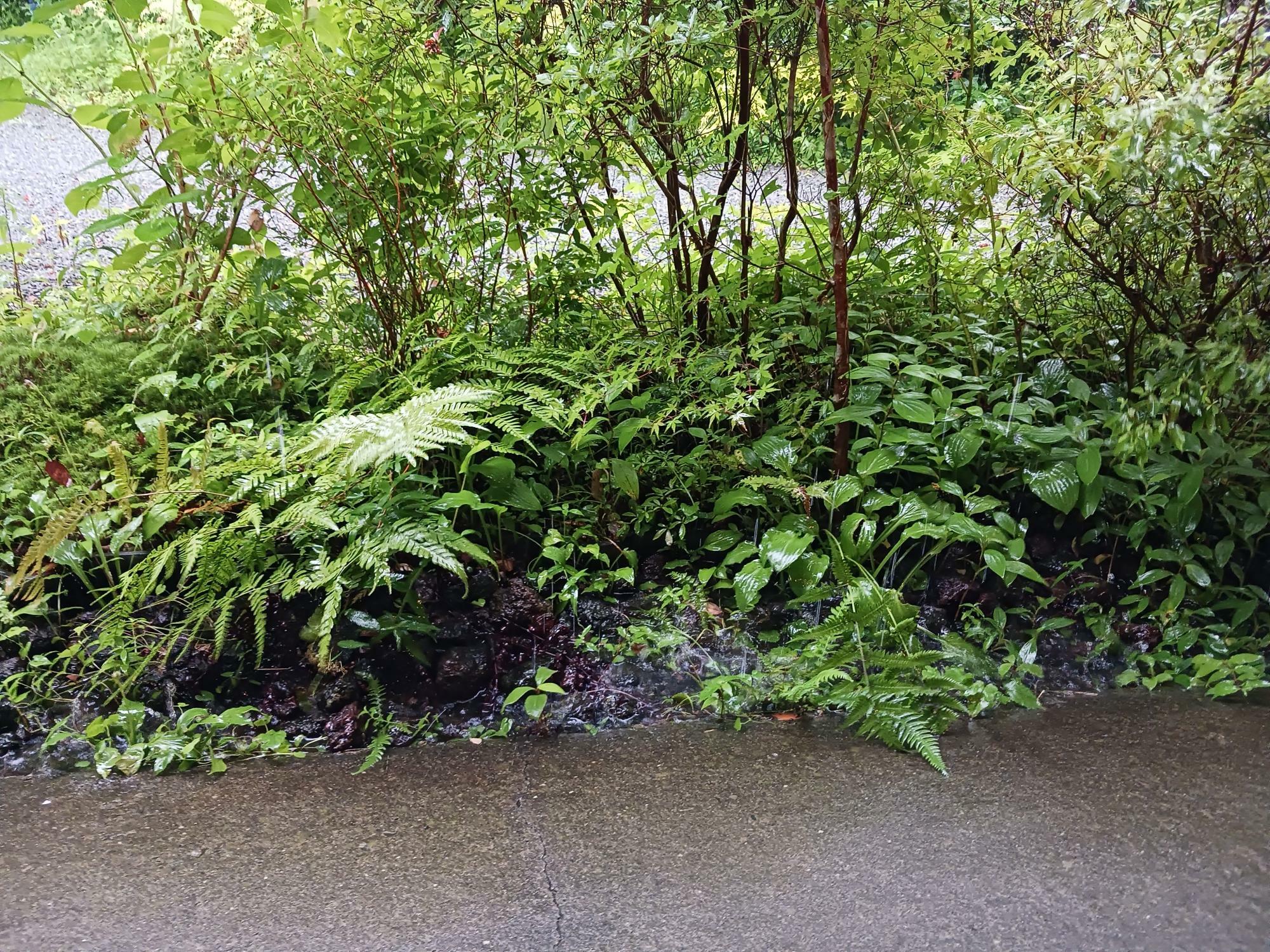 雨水を受けてどの植物もつやつや輝いていました