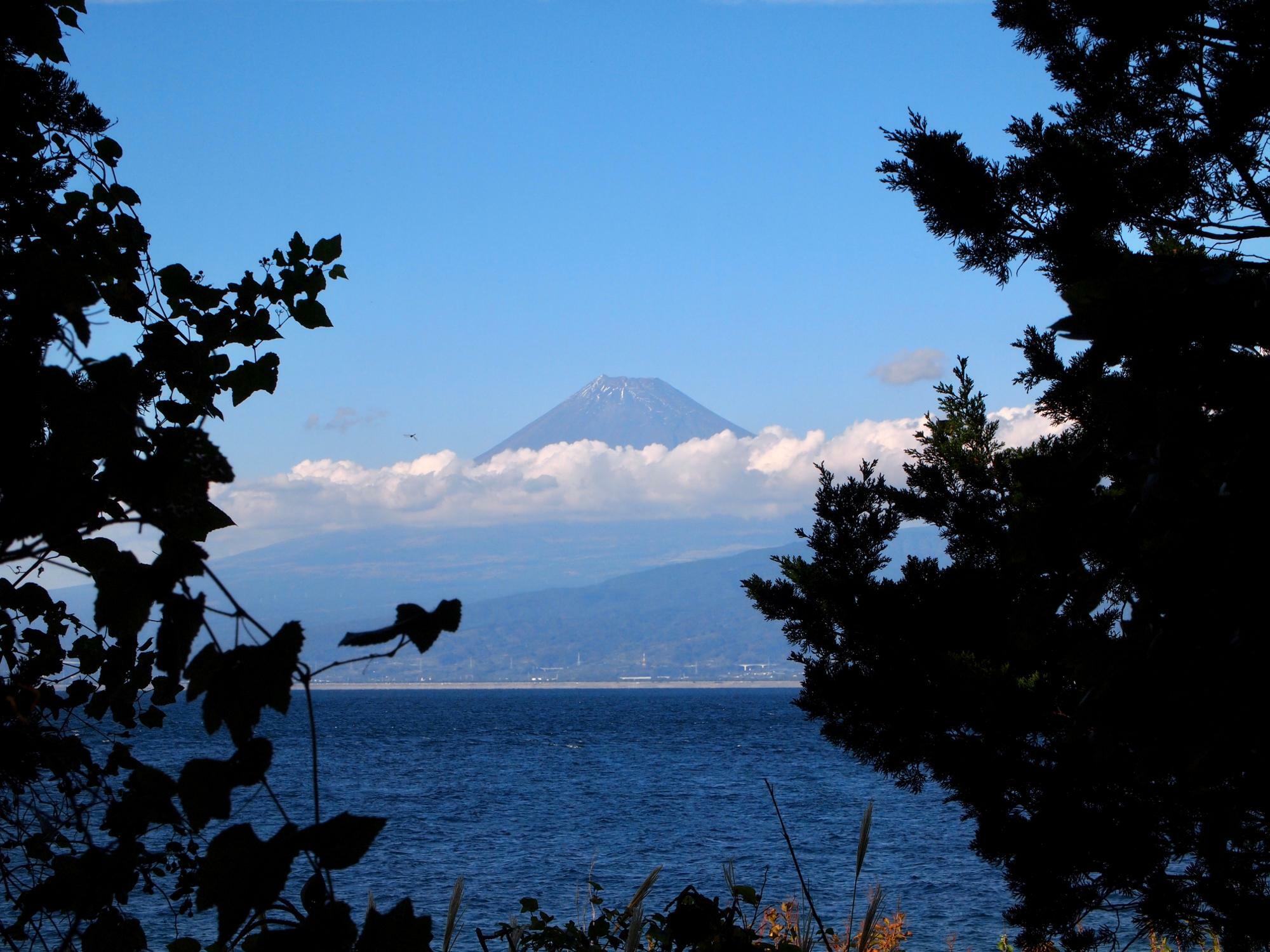 樹々の間からは駿河湾越しの富士山もよく見えます