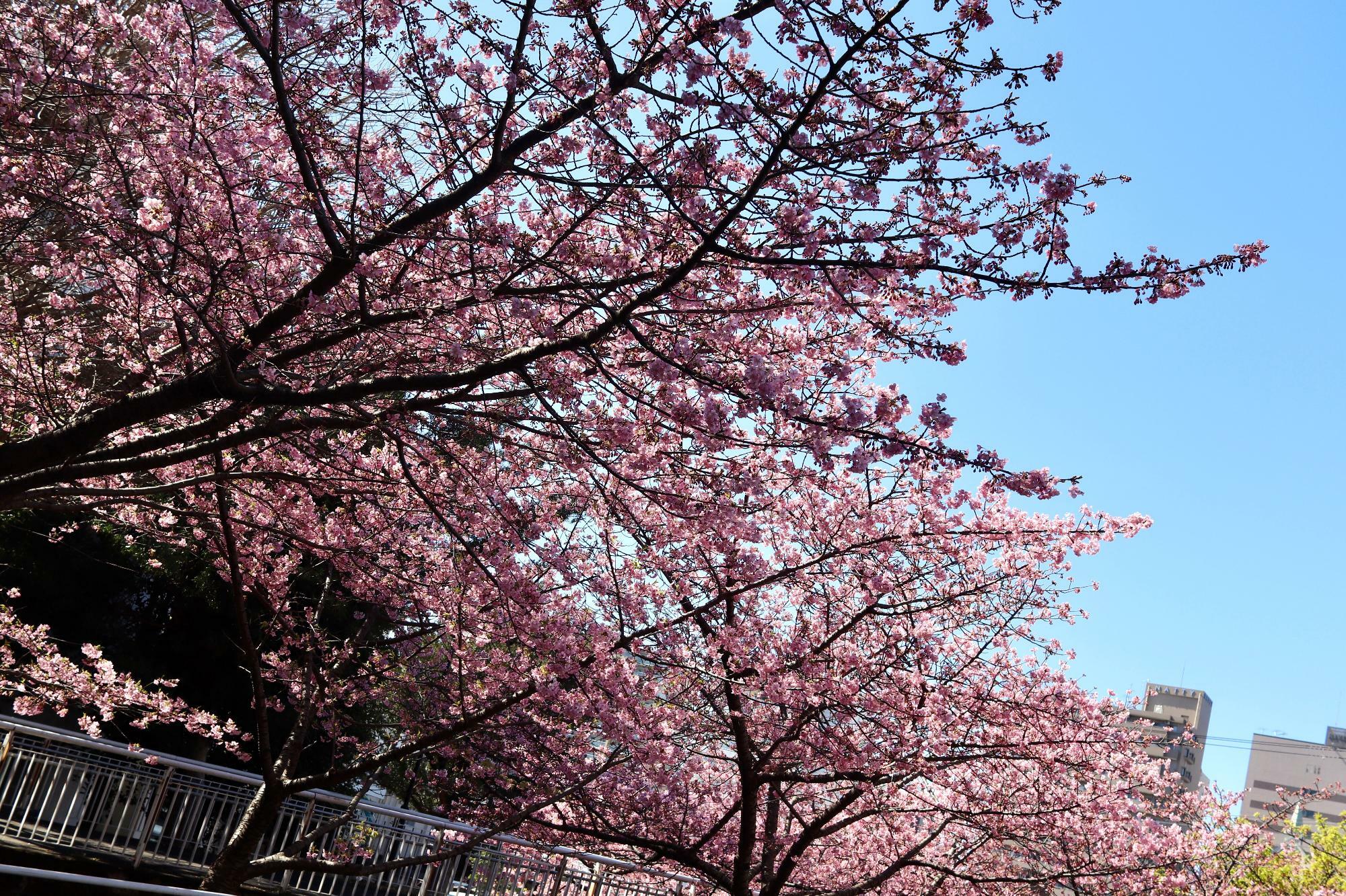 香貫公園の河津桜