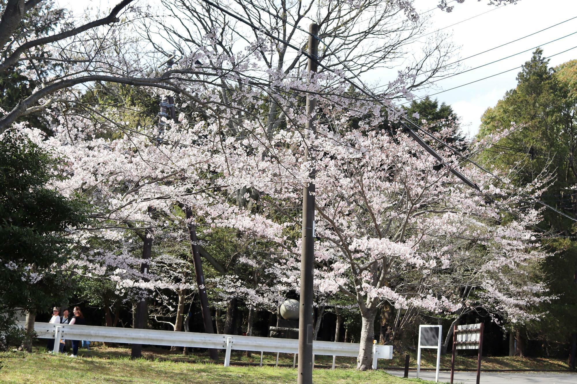 公園内にはいたるところに桜の木が植わっています