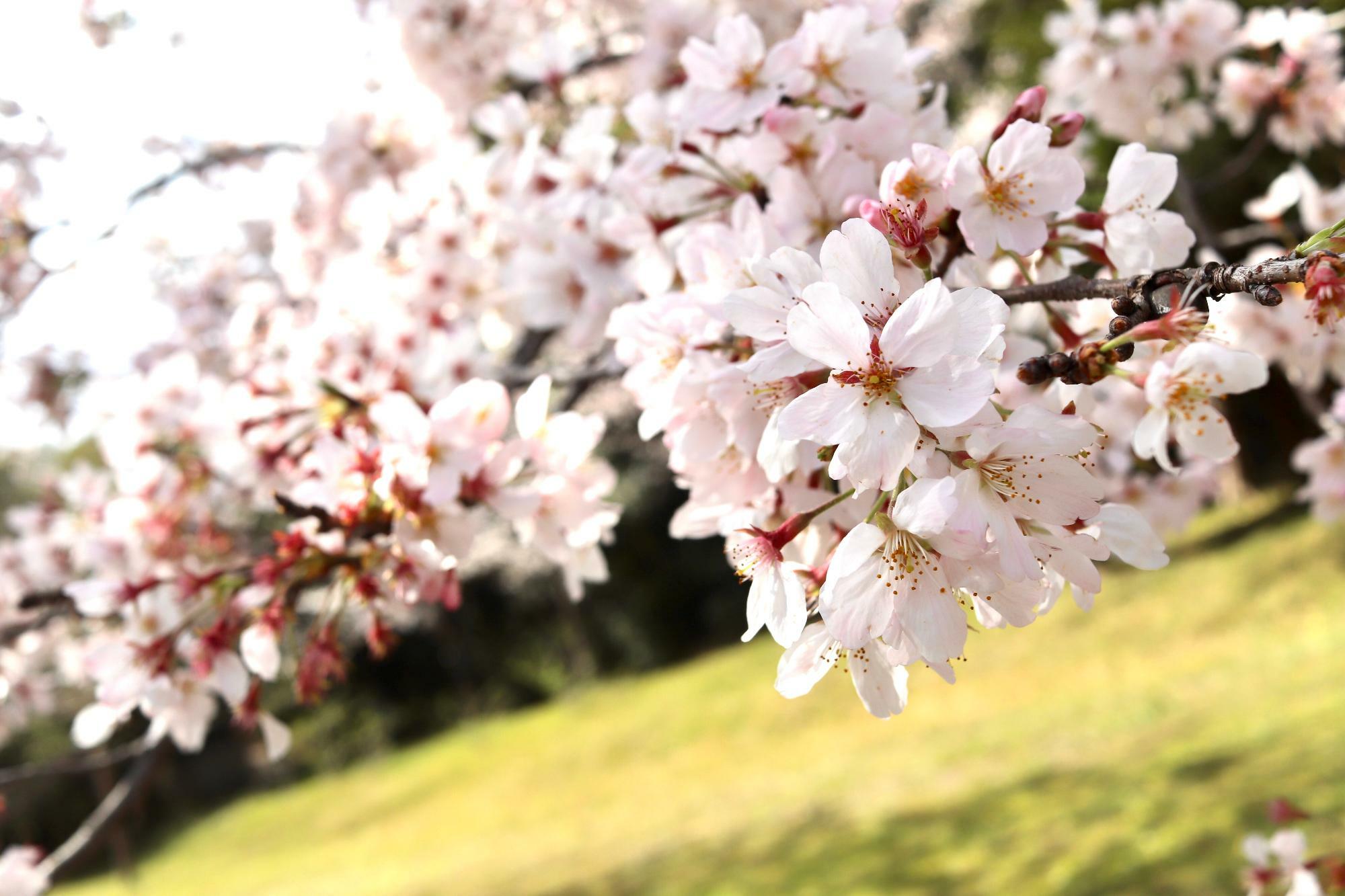 きれいに咲いた桜の花が見事です