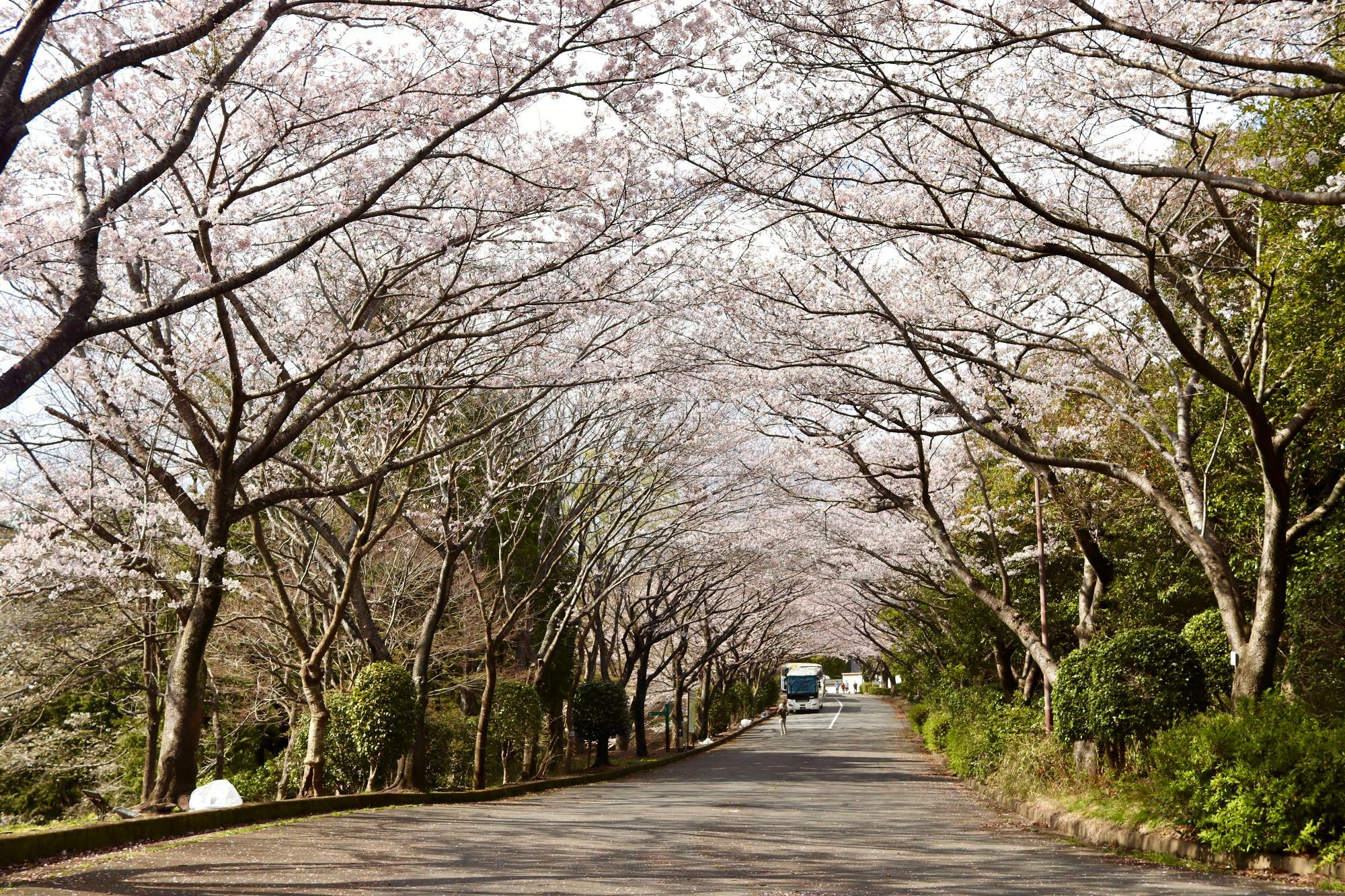 桜のトンネルをくぐっているかのような桜並木です