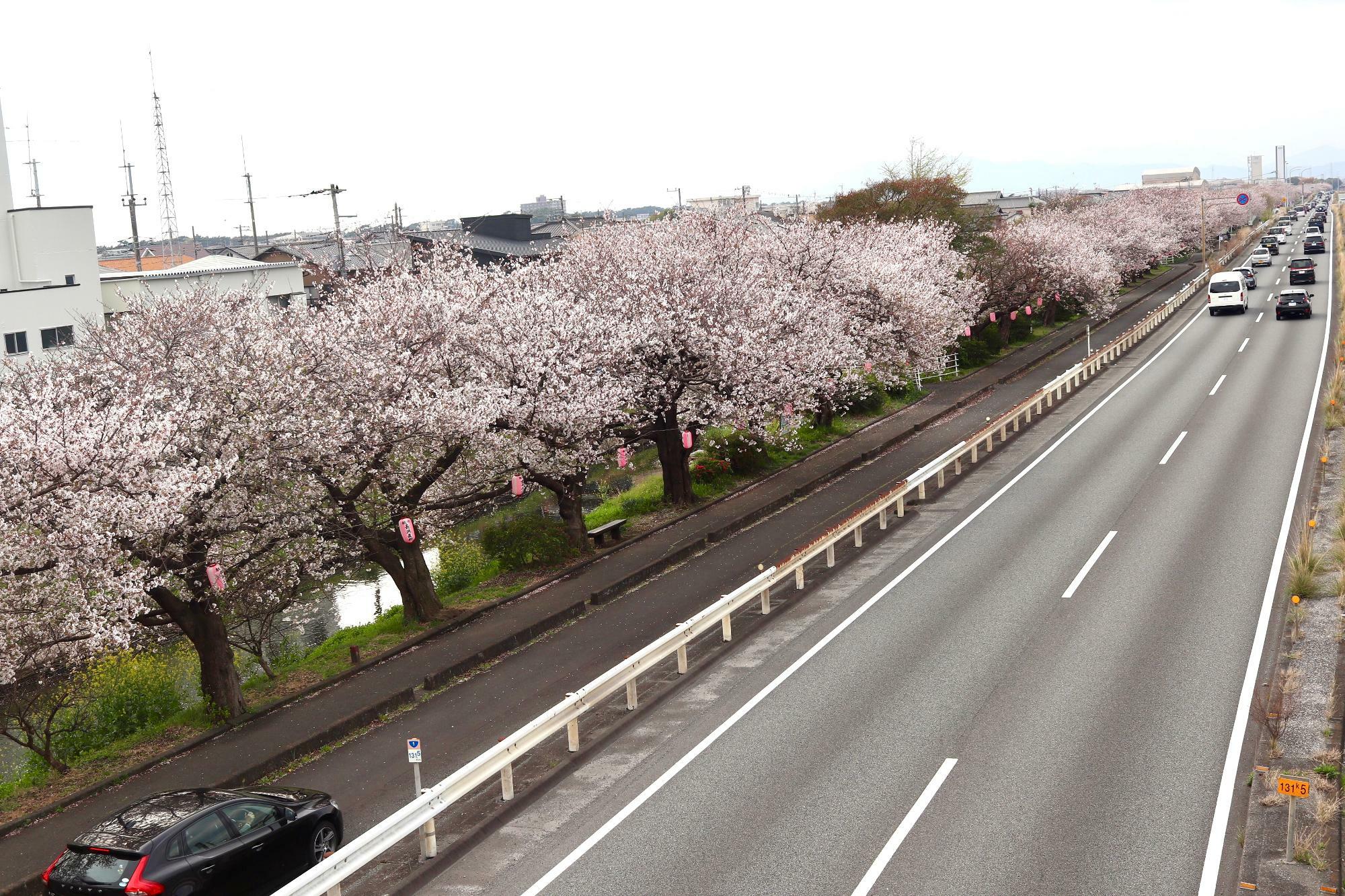 「原東町」交差点の歩道橋から見る桜並木