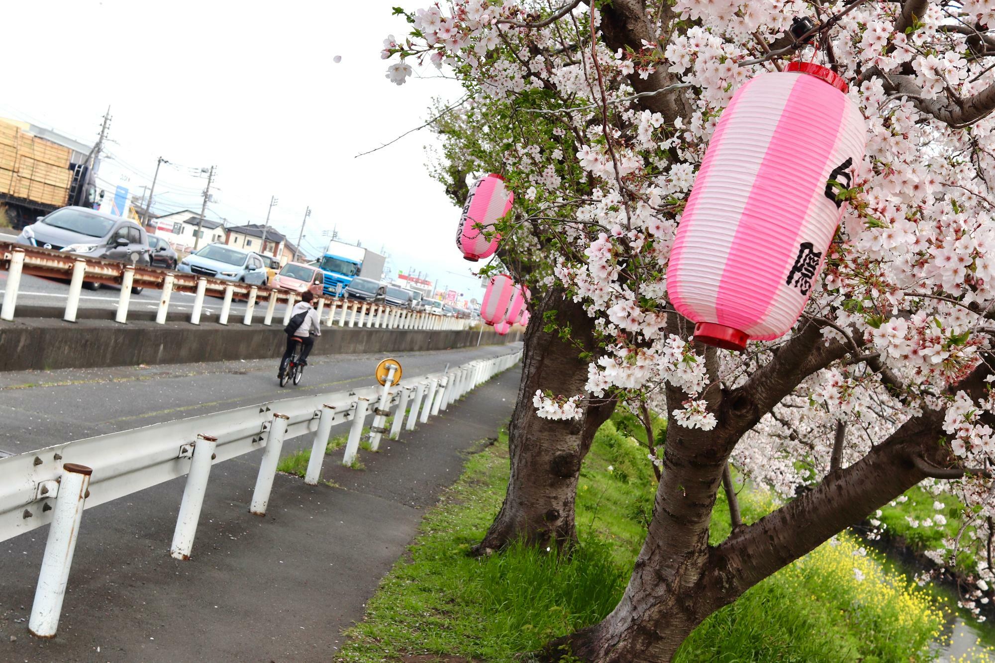 歩道沿いの桜にはちょうちんもさがります