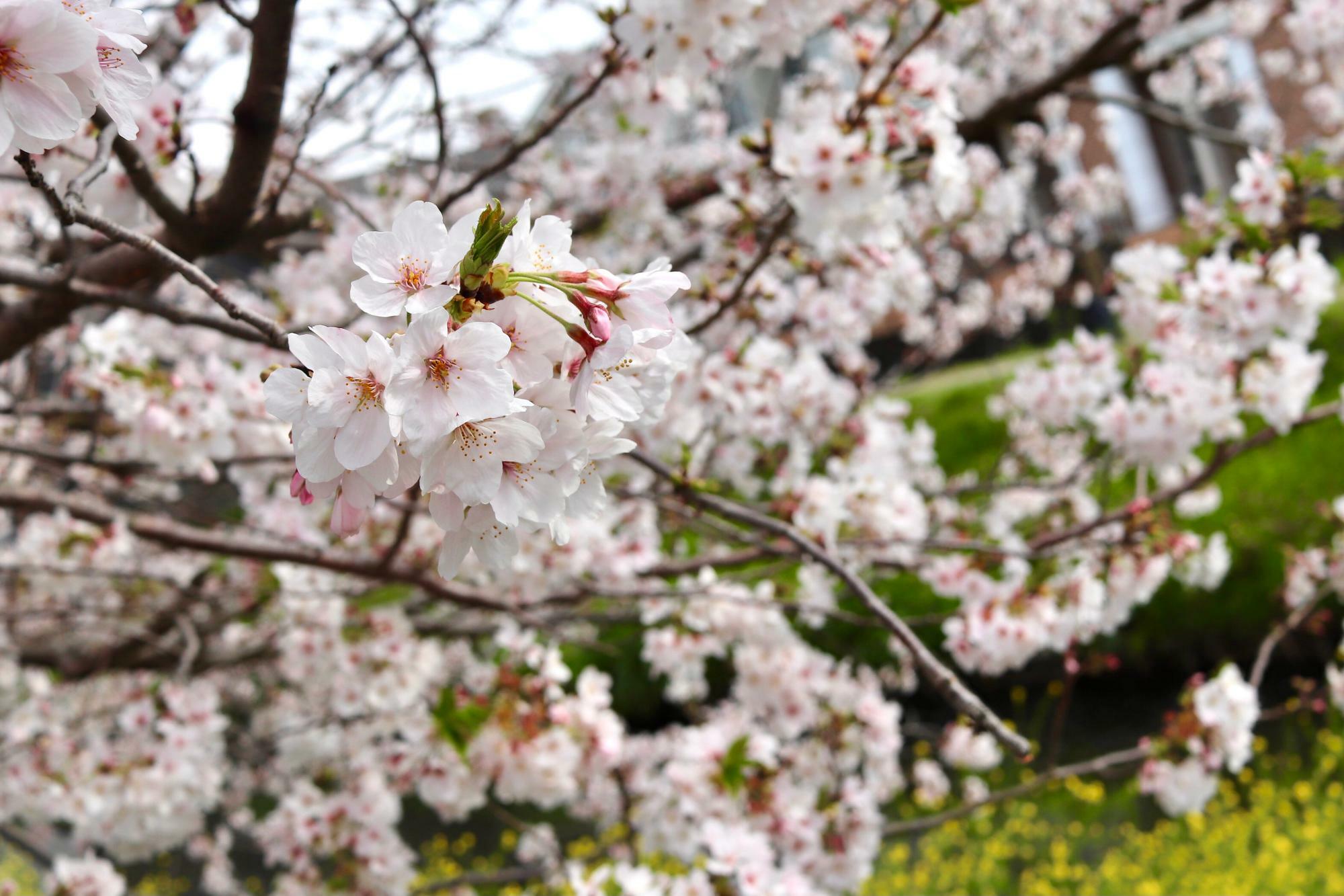 きれいな桜の花が間近に見えました