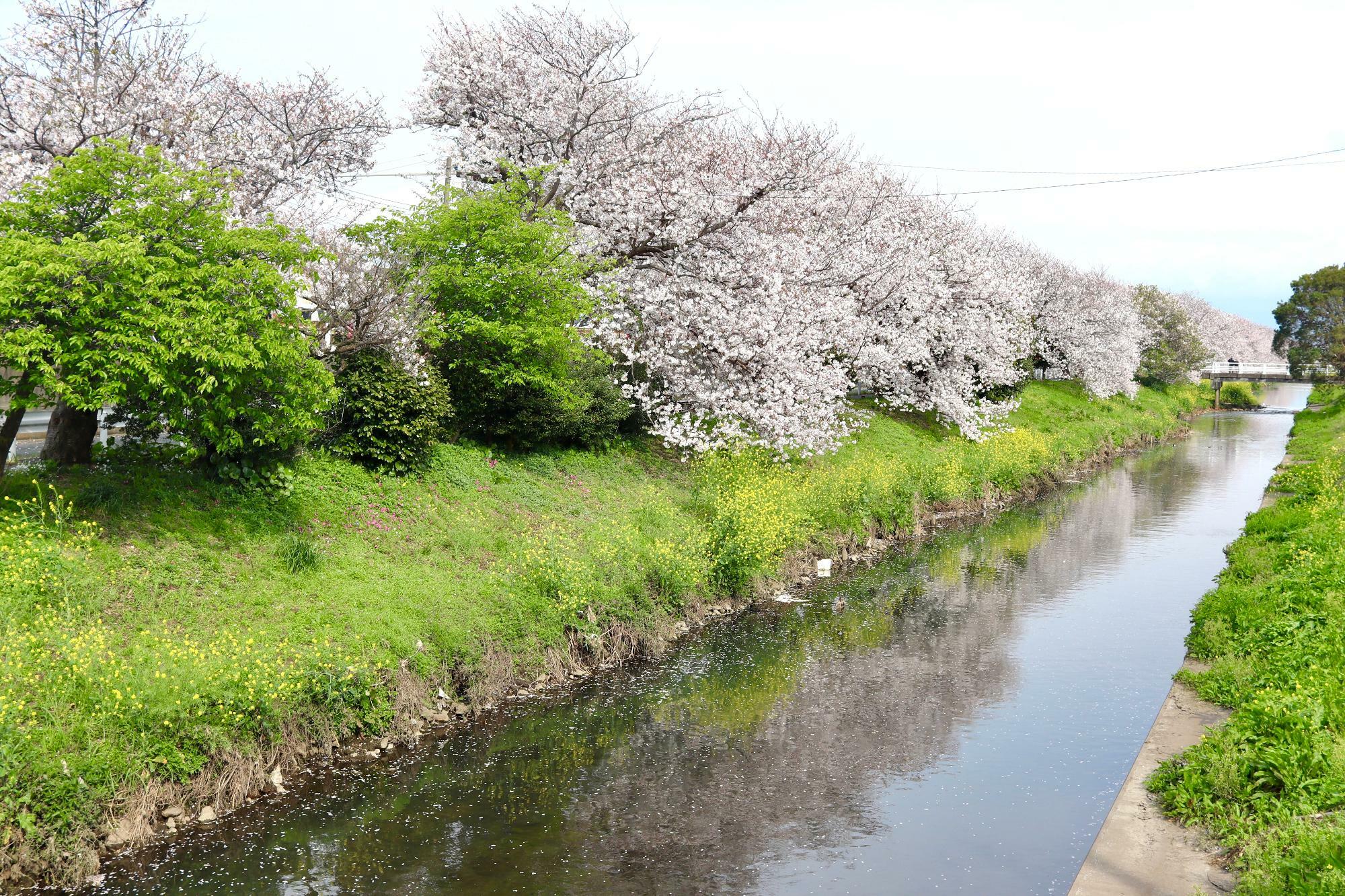 沼川沿いでは新緑や菜の花と一緒に桜の花が楽しめます