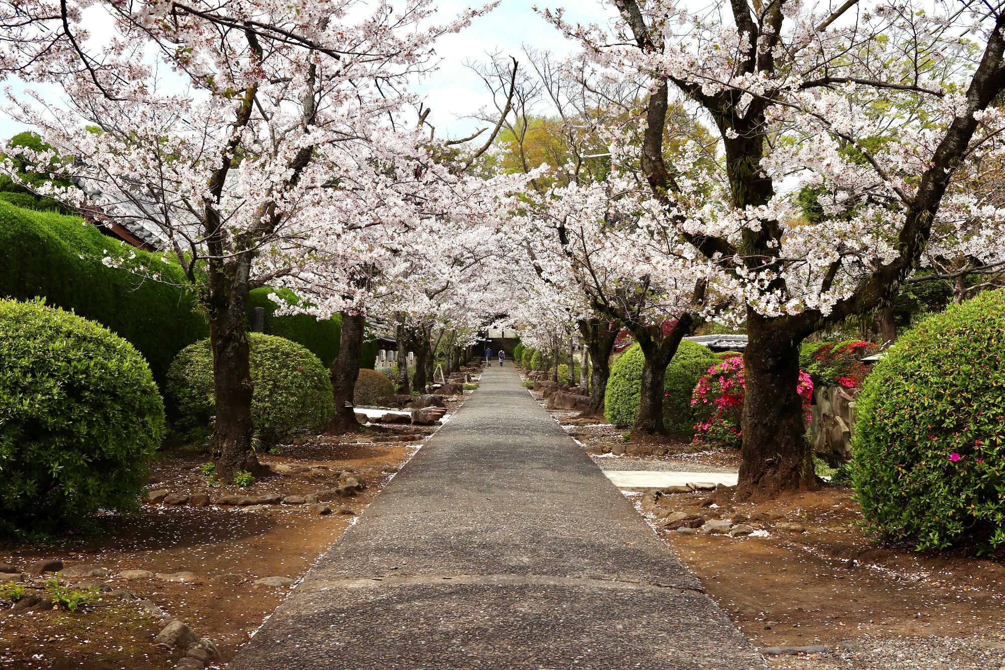 山門から本堂への参道沿いに並ぶ桜並木