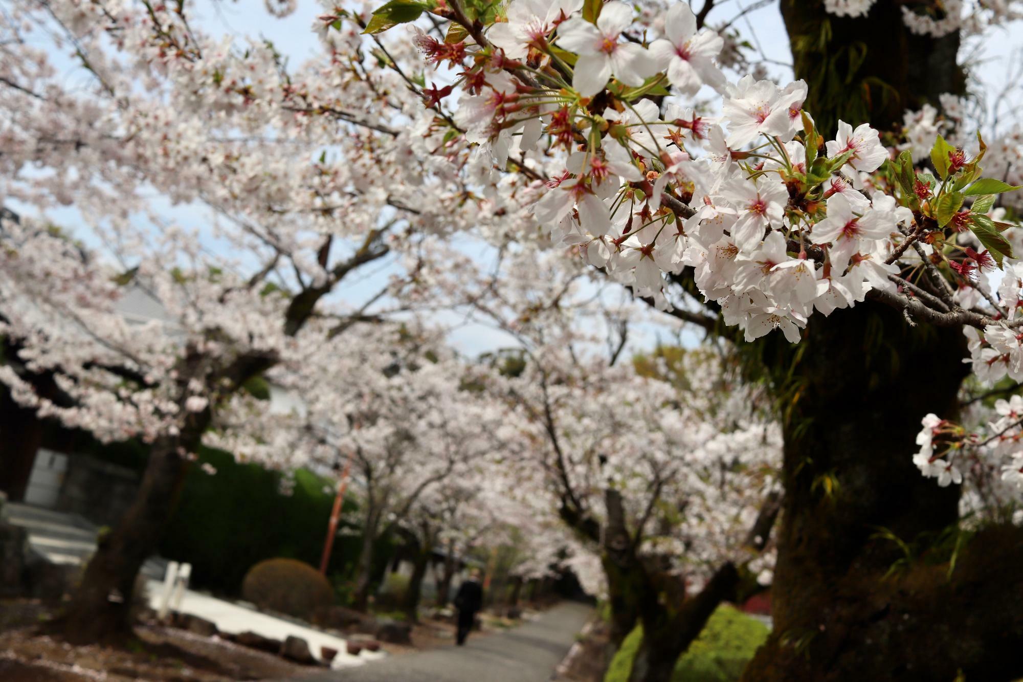 参道の桜並木が美しい花をつけていました