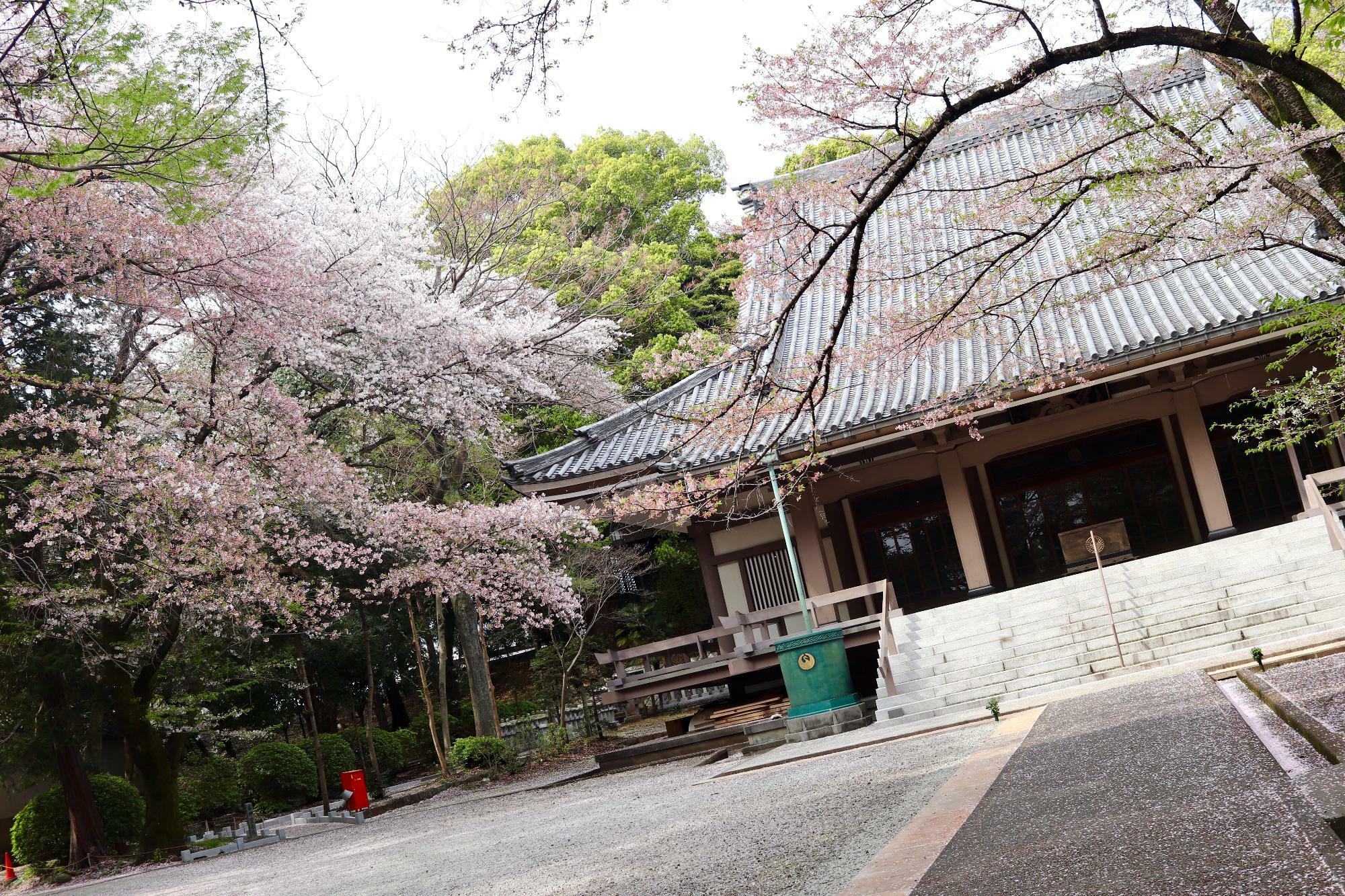 本堂の近くにも綺麗な桜の樹がありました