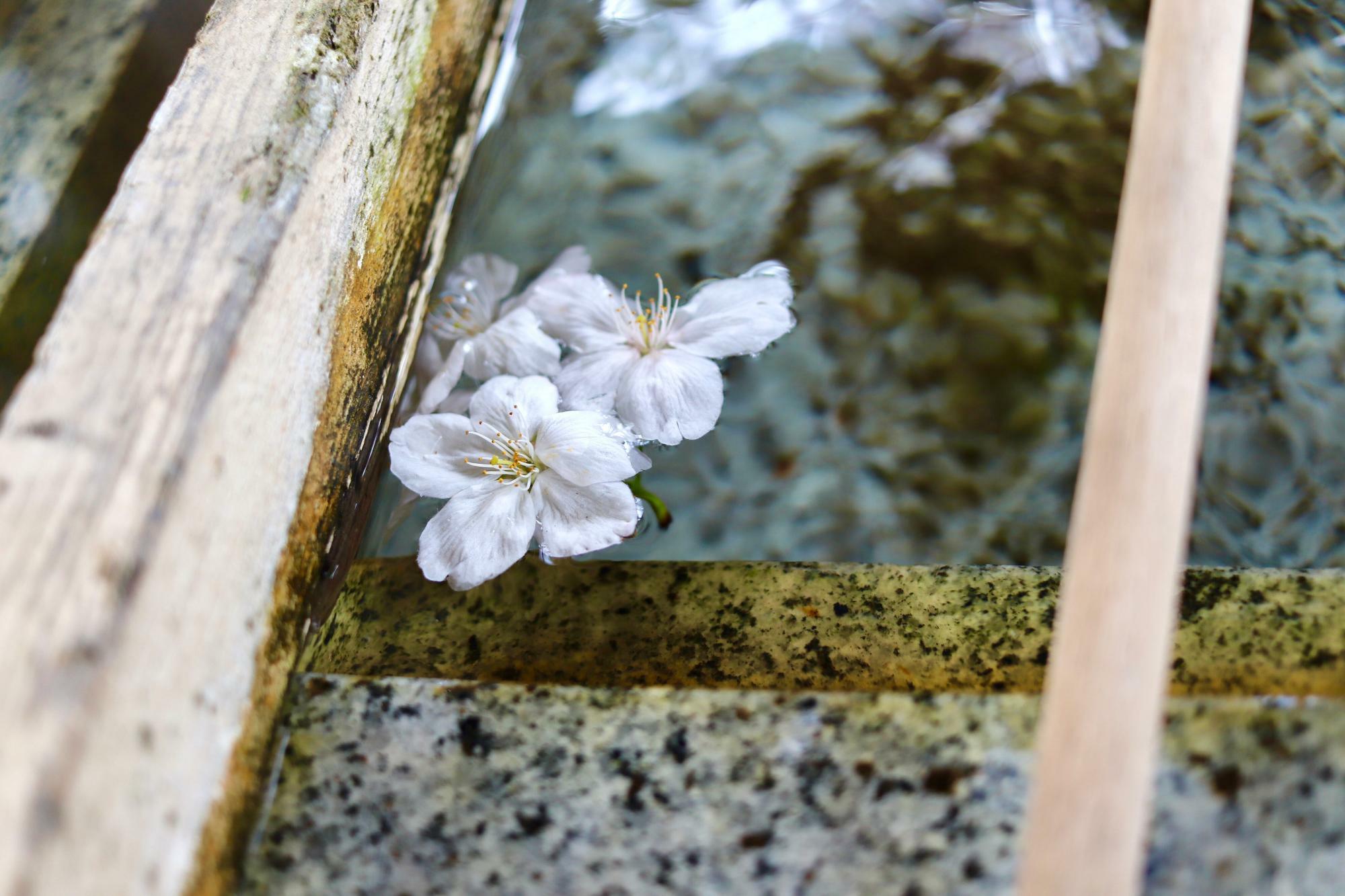手水舎の水面に浮かぶ桜の花
