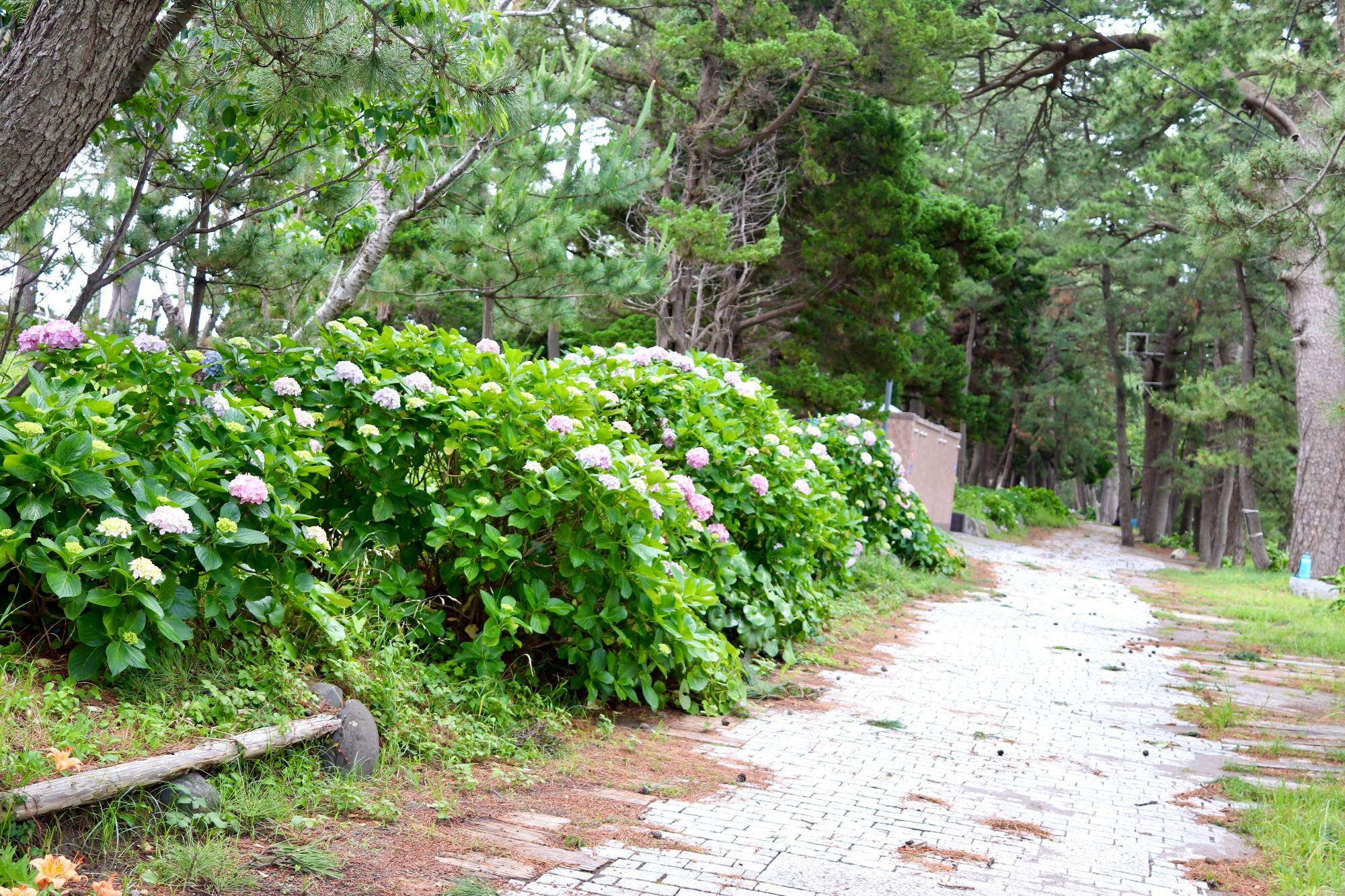 アジサイが咲く遊歩道