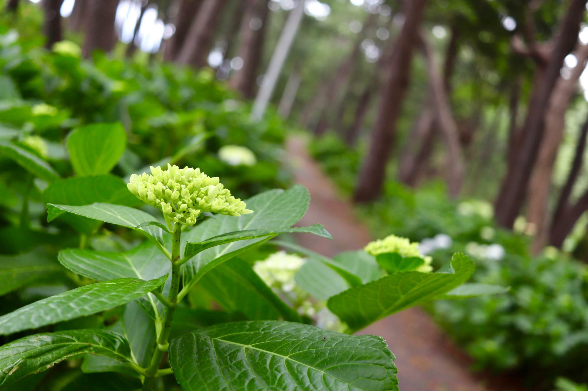 どんな花を咲かせるのか楽しみです