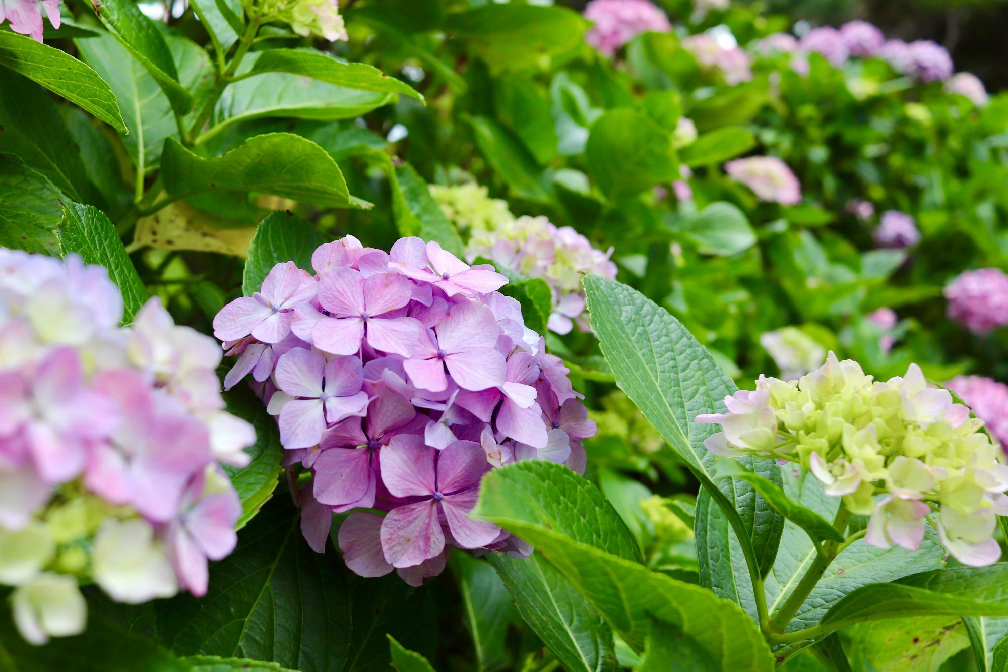 すでに綺麗な花を咲かせるアジサイもありました