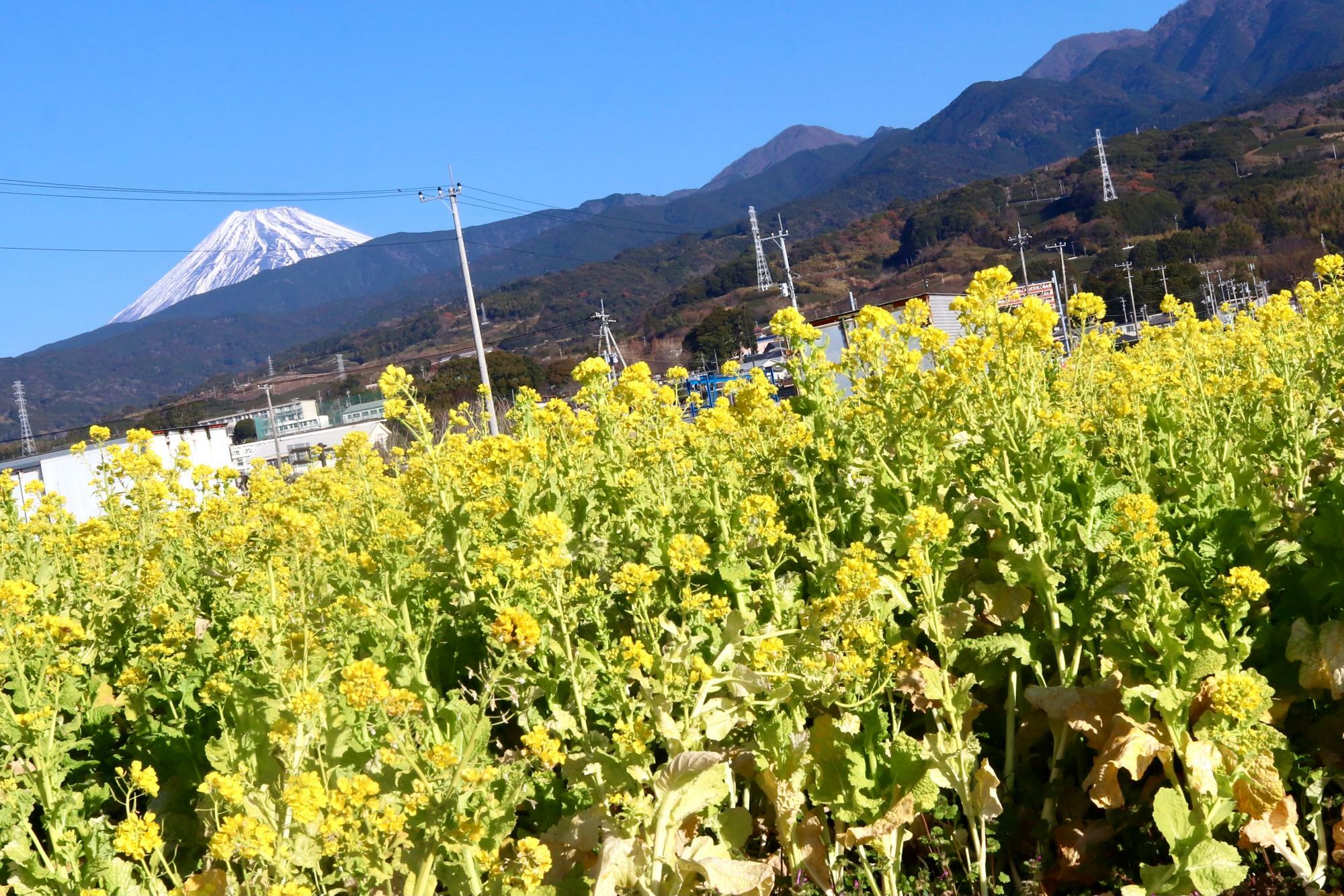 菜の花畑と富士山を一緒に楽しめる素敵な風景です