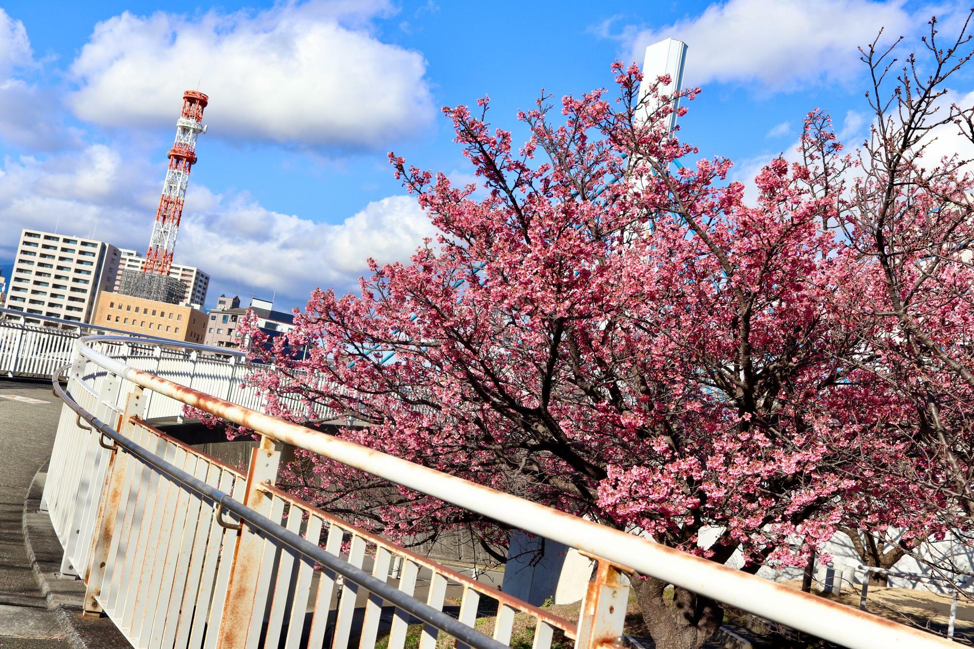 香貫公園の早咲きの桜
