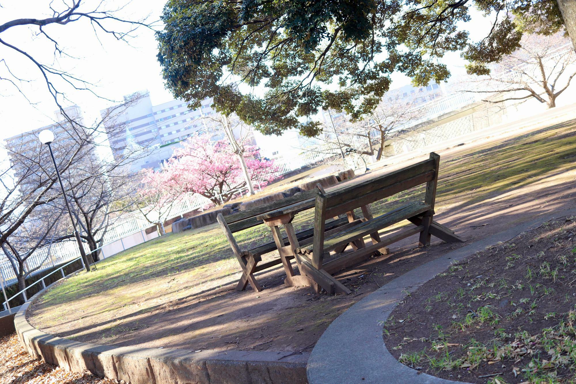 公園にはひと休みできるベンチも