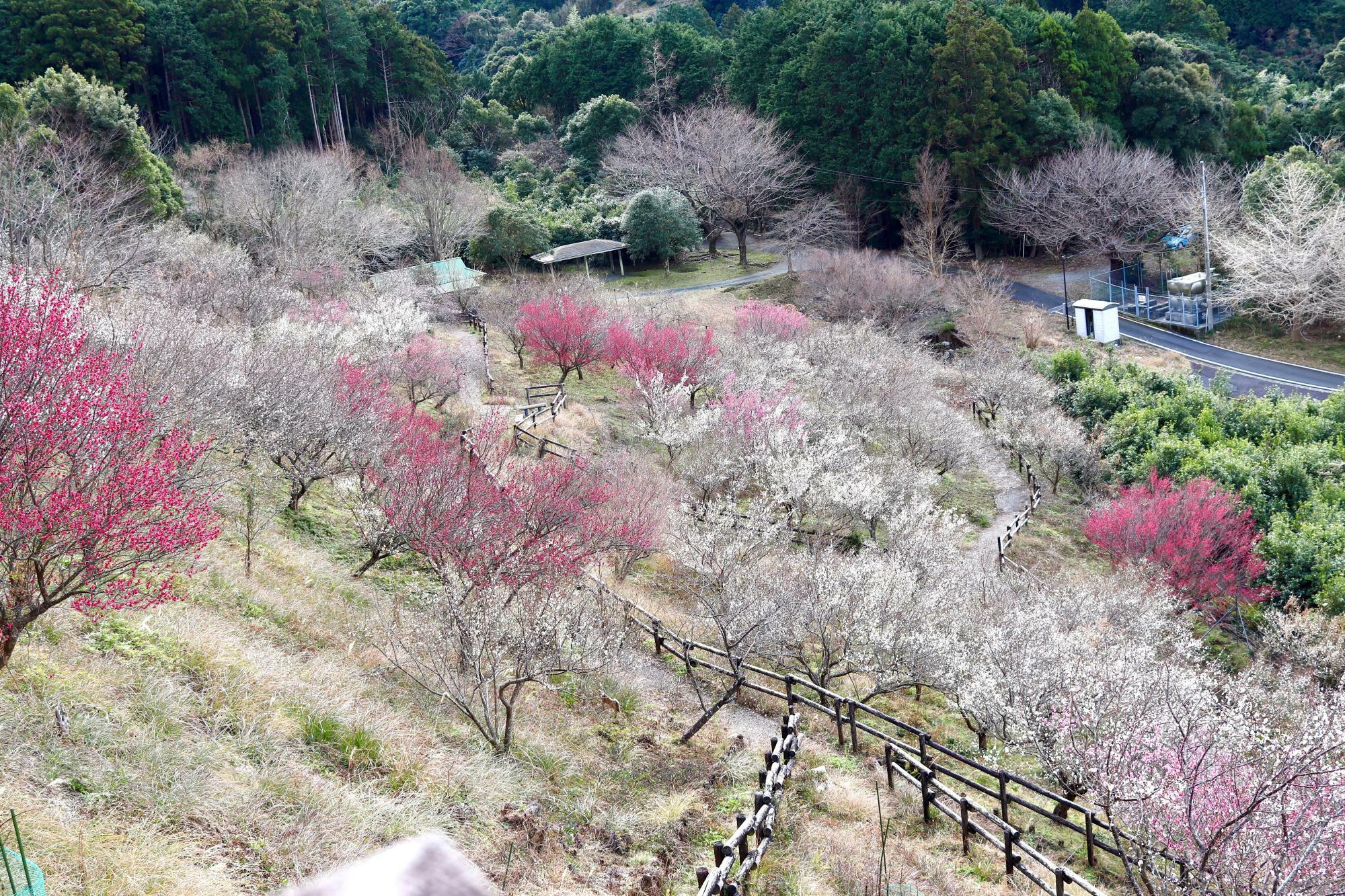 「戸田新田梅林公園」の梅の花